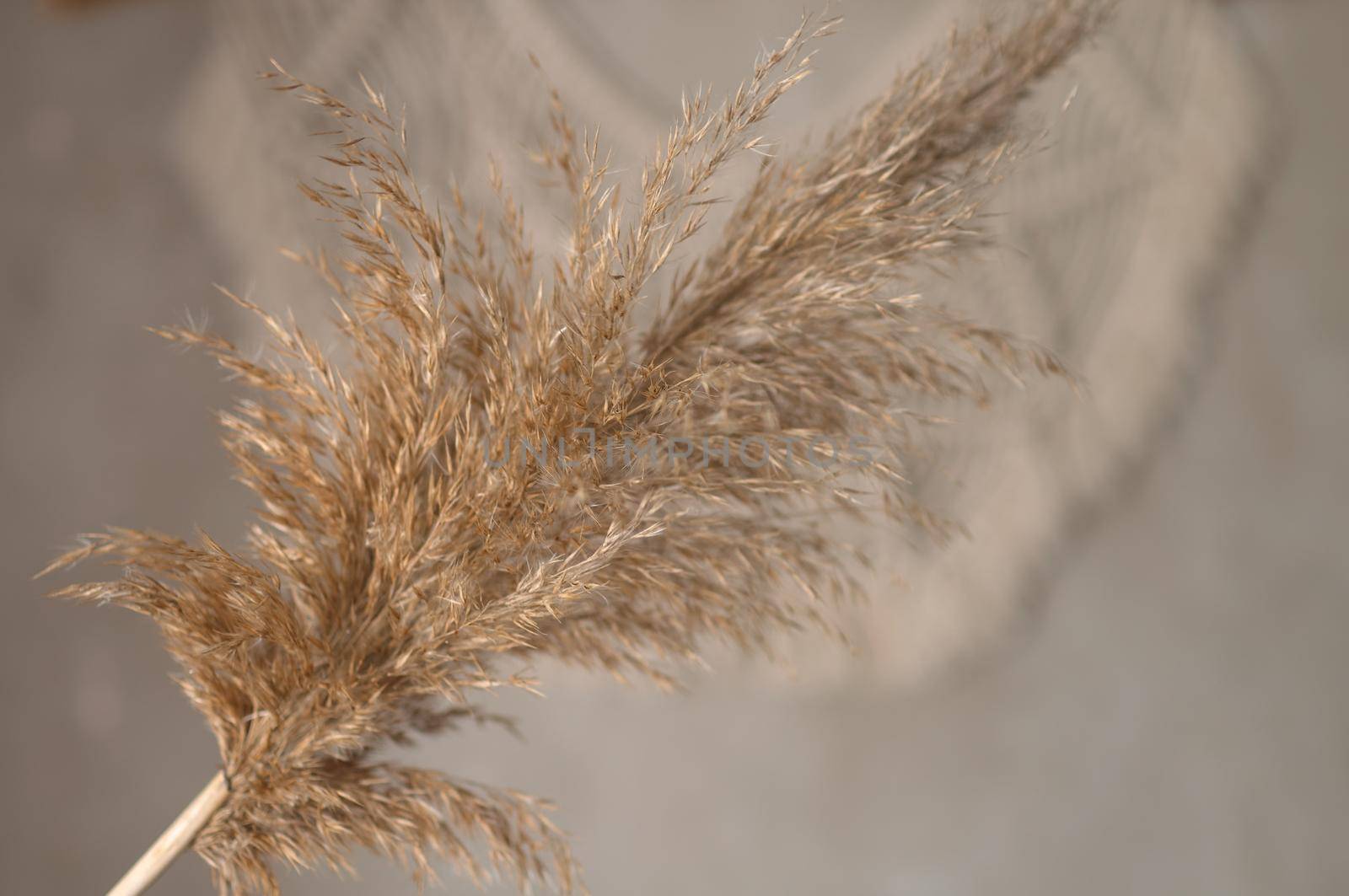 reed plant against a white brick wall background out of focus