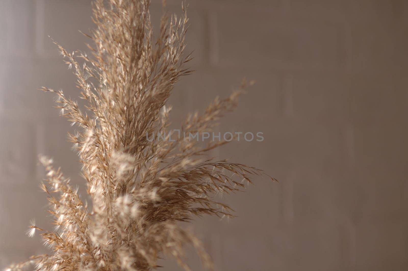 reed plant on the background of a white brick wall in the window  by ozornina