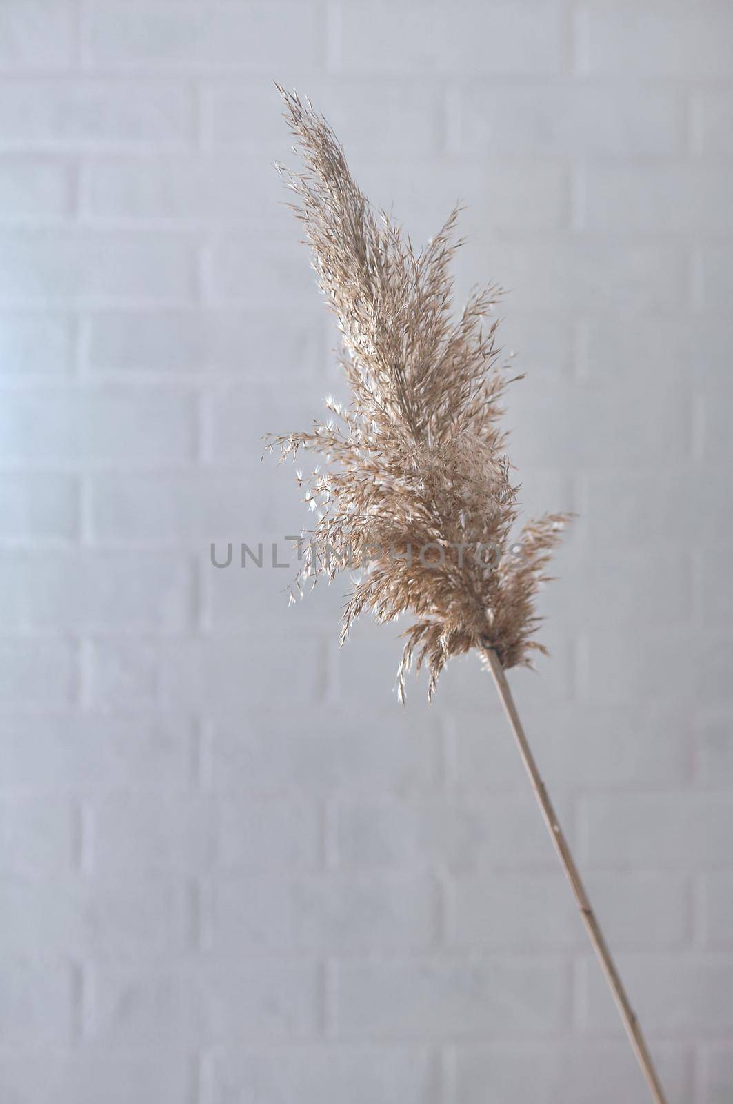reed plant on the background of a white brick wall in the window  by ozornina