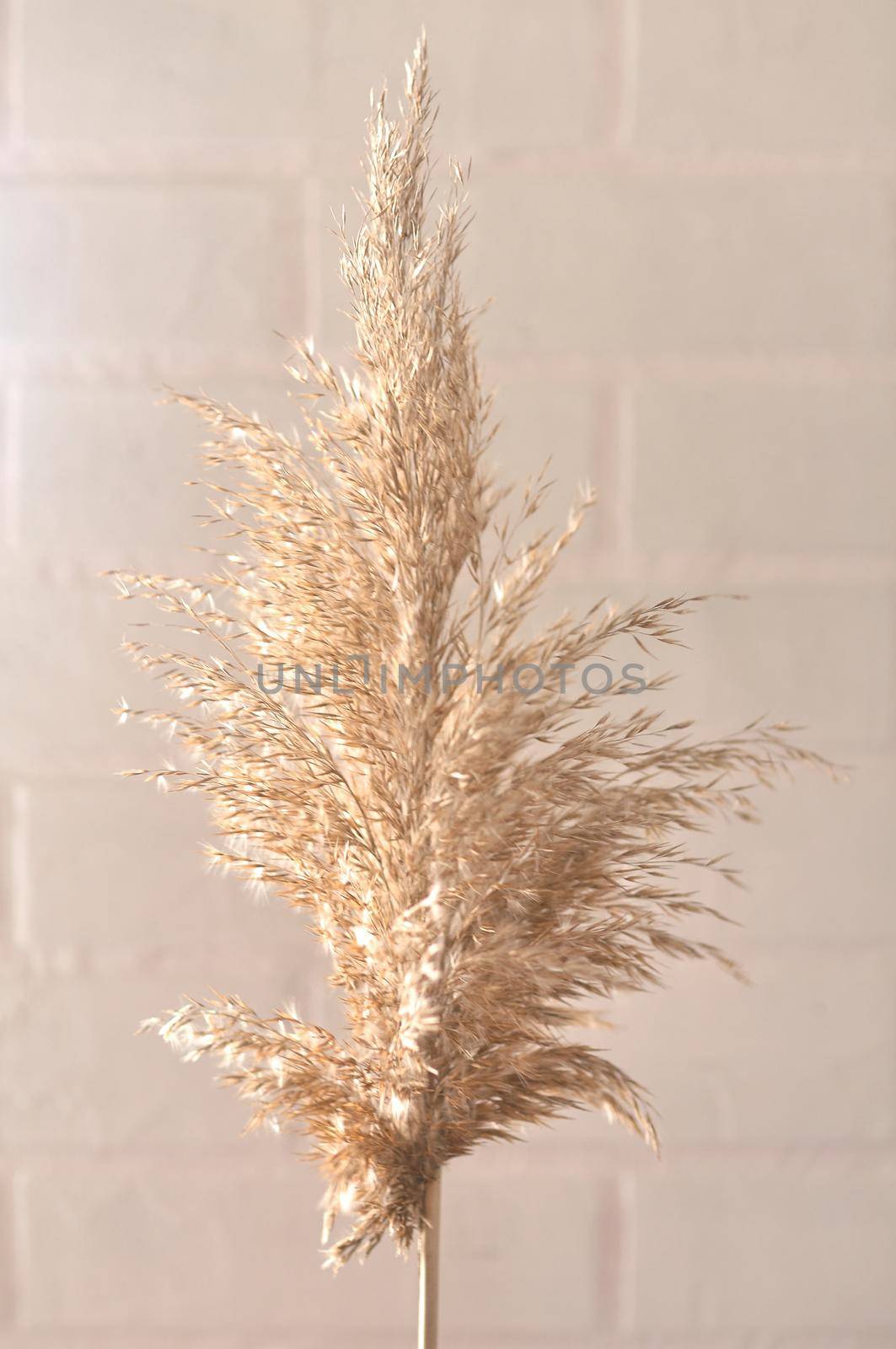 eed plant on the background of a white brick wall in the window skylight