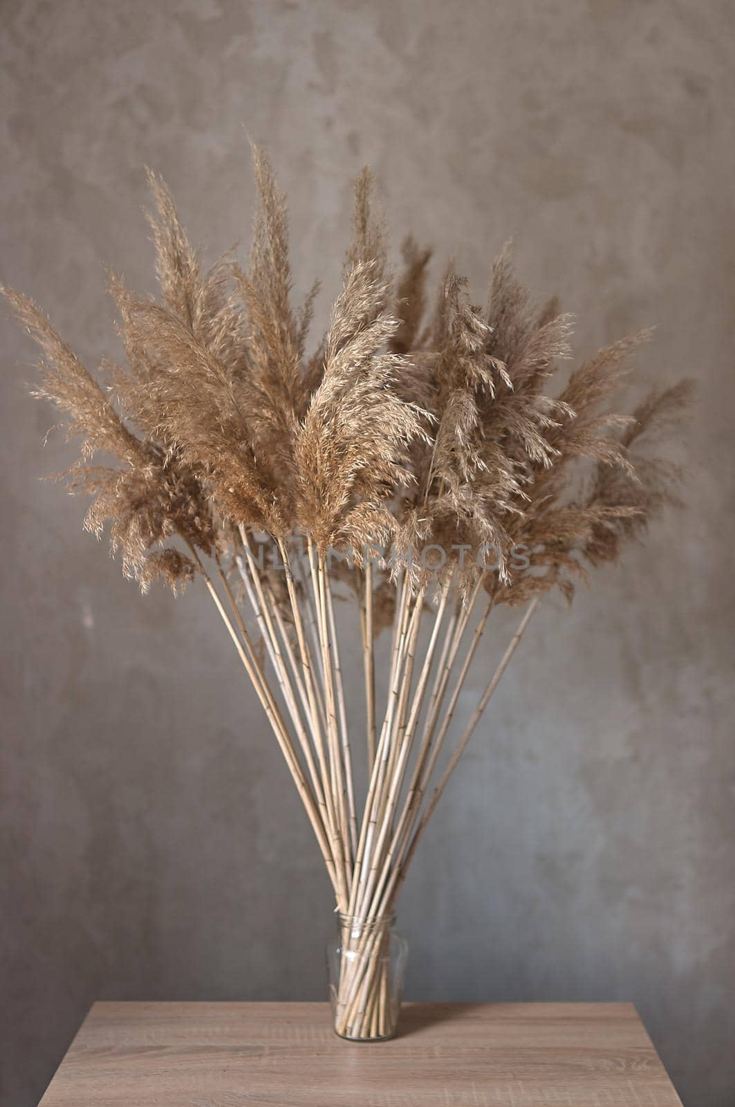 bouquet of reed plant on the background of a gray concrete wall with  macrame by ozornina
