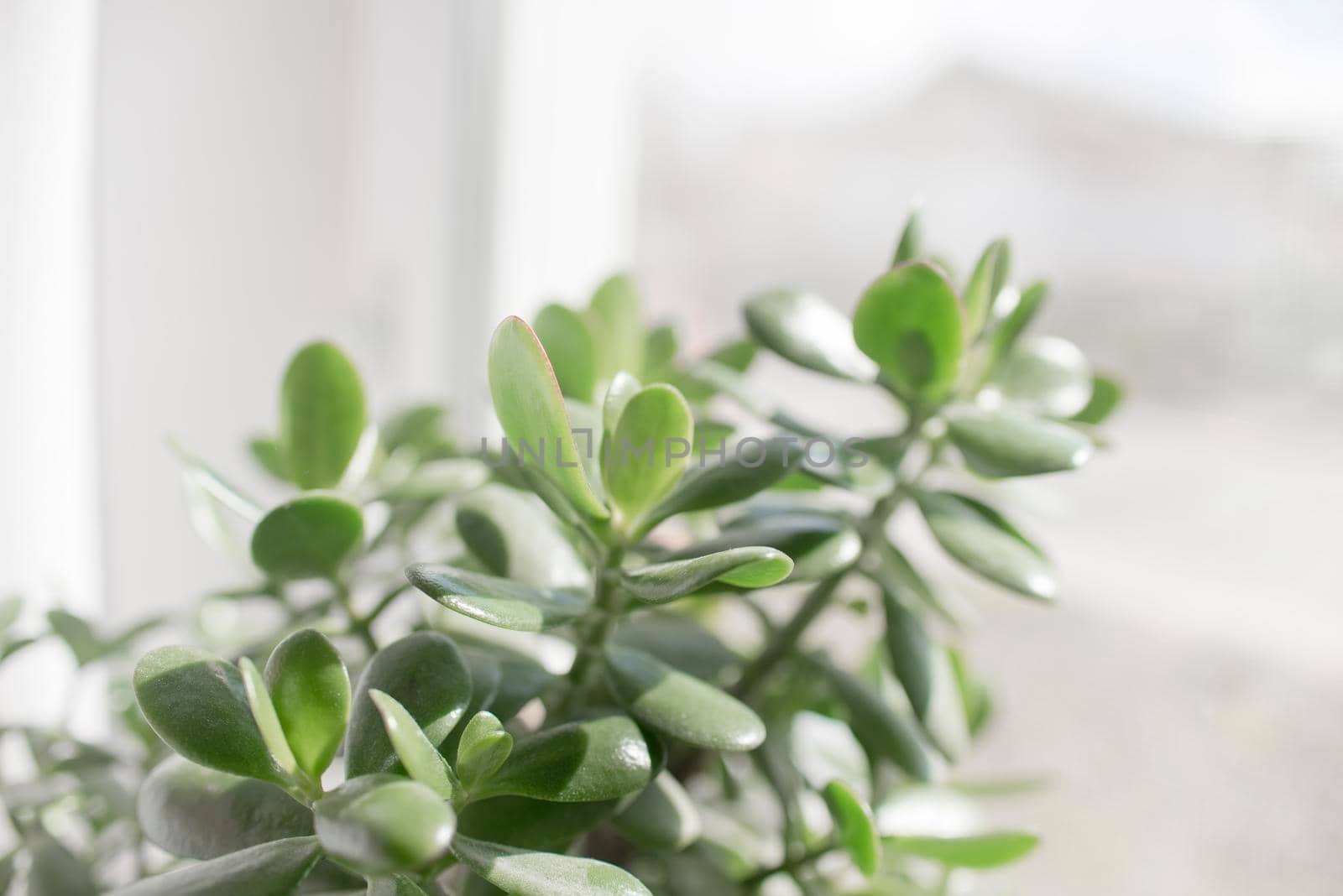 houseplant succulent in a pot stands on a room window and the sunlight is shining