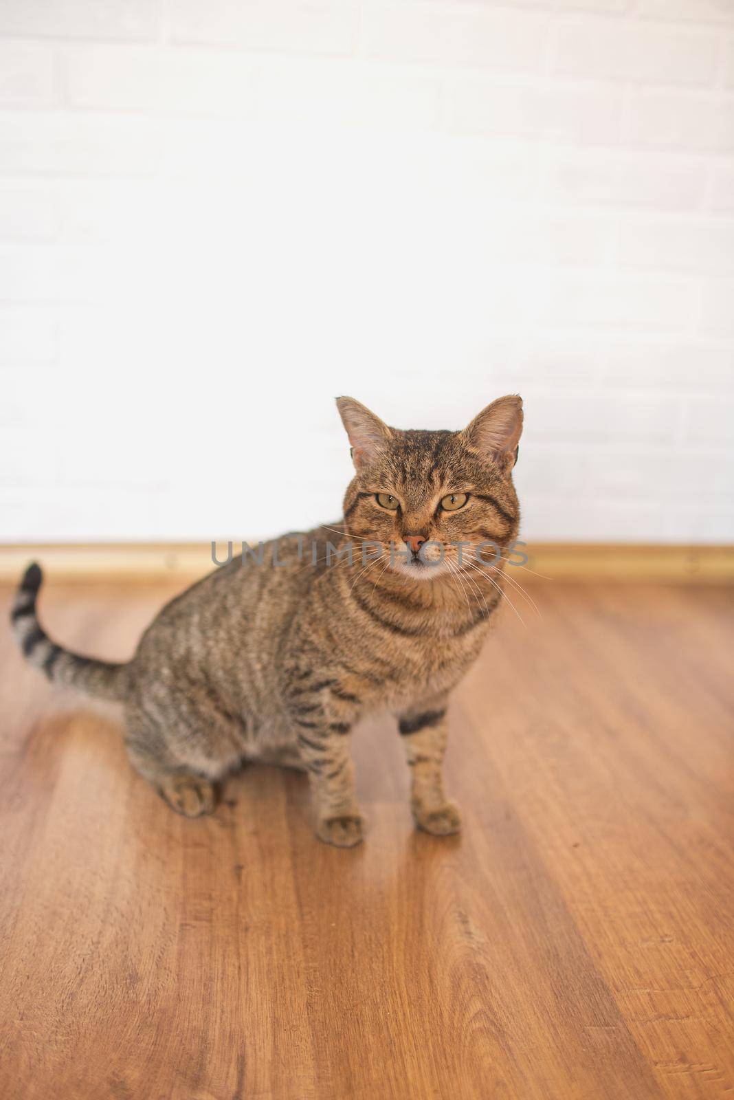 tabby cat with yellow eyes sits on a laminate by ozornina