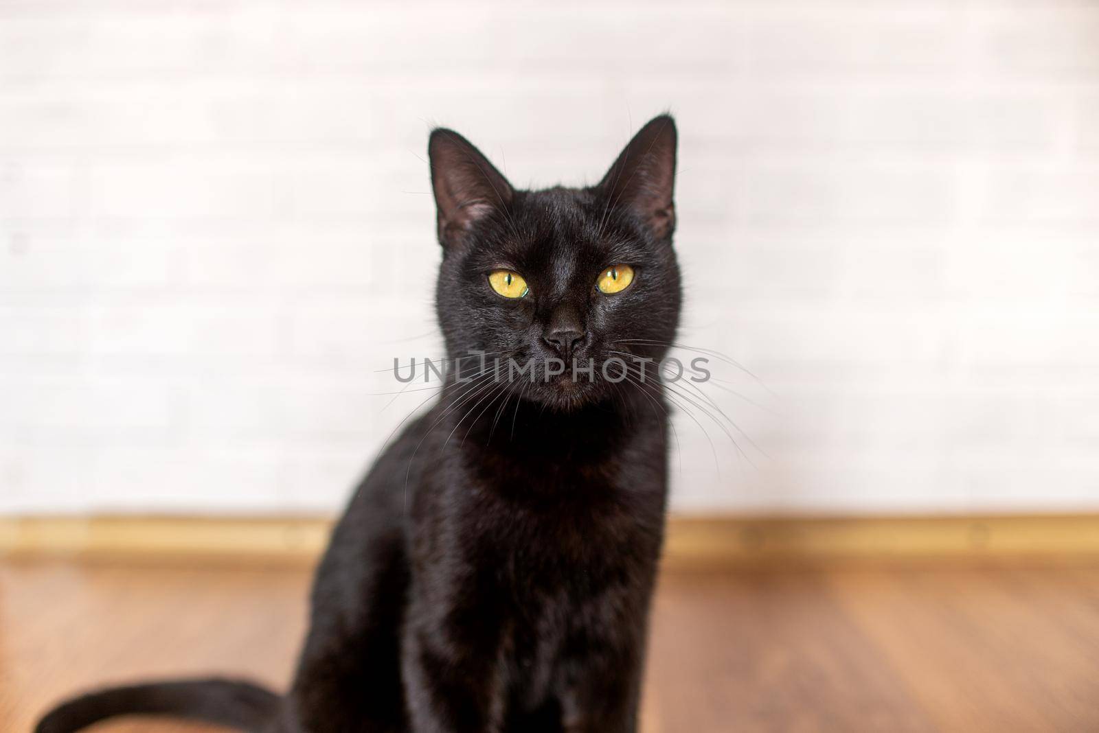 black cat with yellow eyes sits on a laminate by ozornina