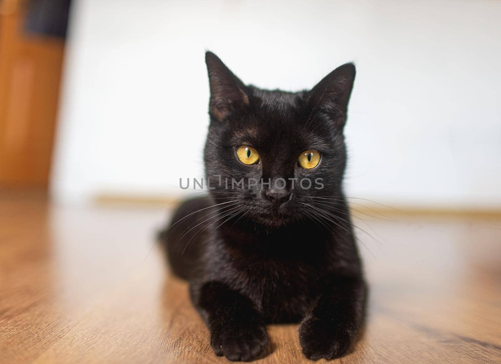 black cat with yellow eyes lies on its side, legs outstretched on the laminate in the room