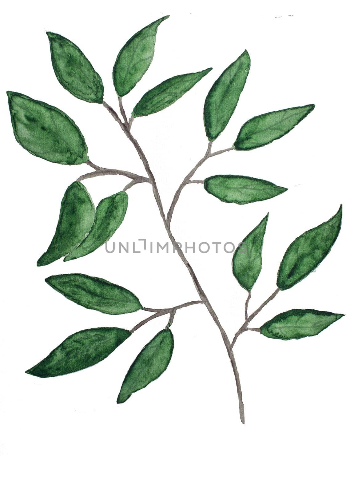 branch with leaves, floral watercolor illustration