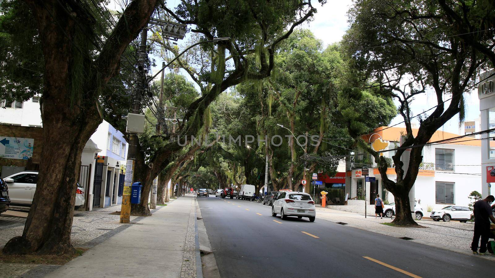 salvador, bahia, brazil - december 14, 2020: vehicles are seen on a tree-lined street in the Corredor da Vitoria in the city of Salvador.