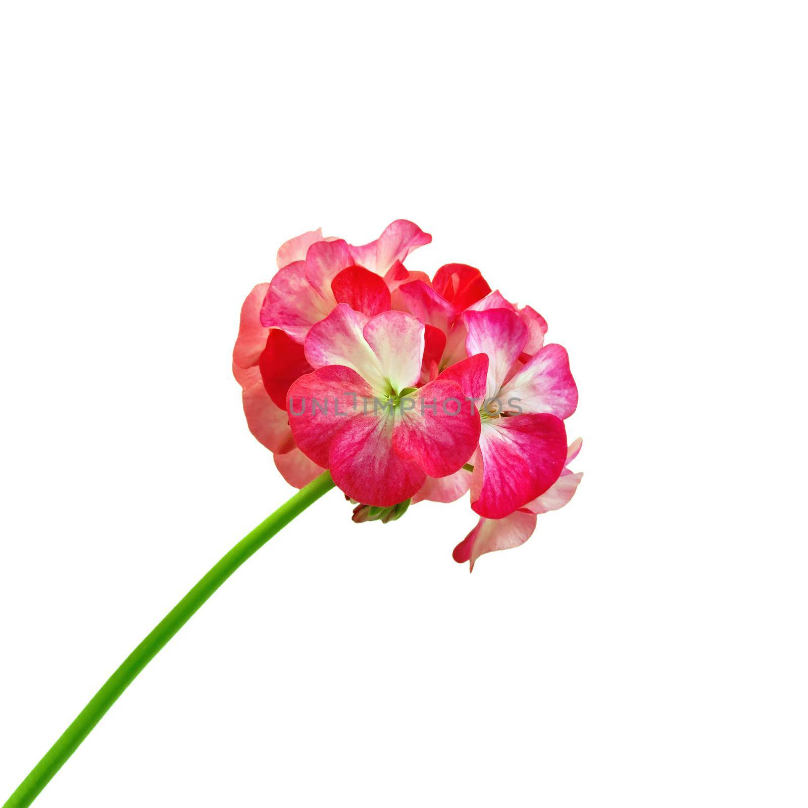 Inflorescence red and white geranium isolated on white background