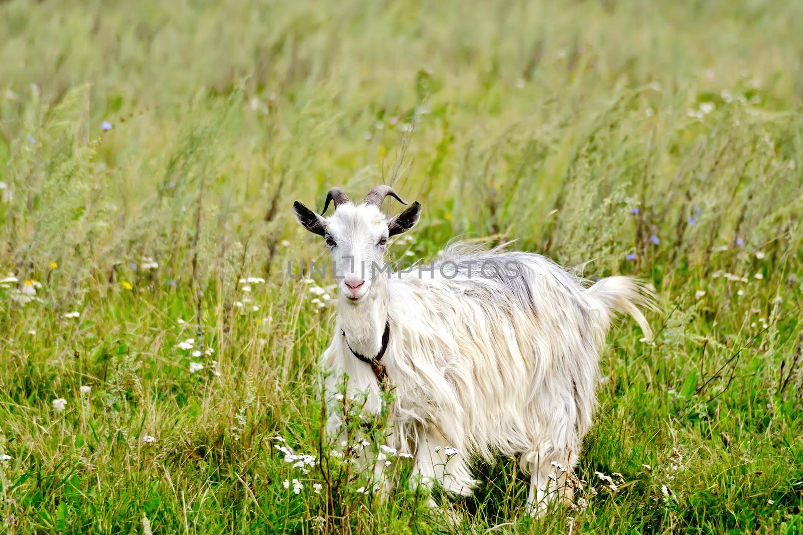 White goat on a background of green grass and flowers