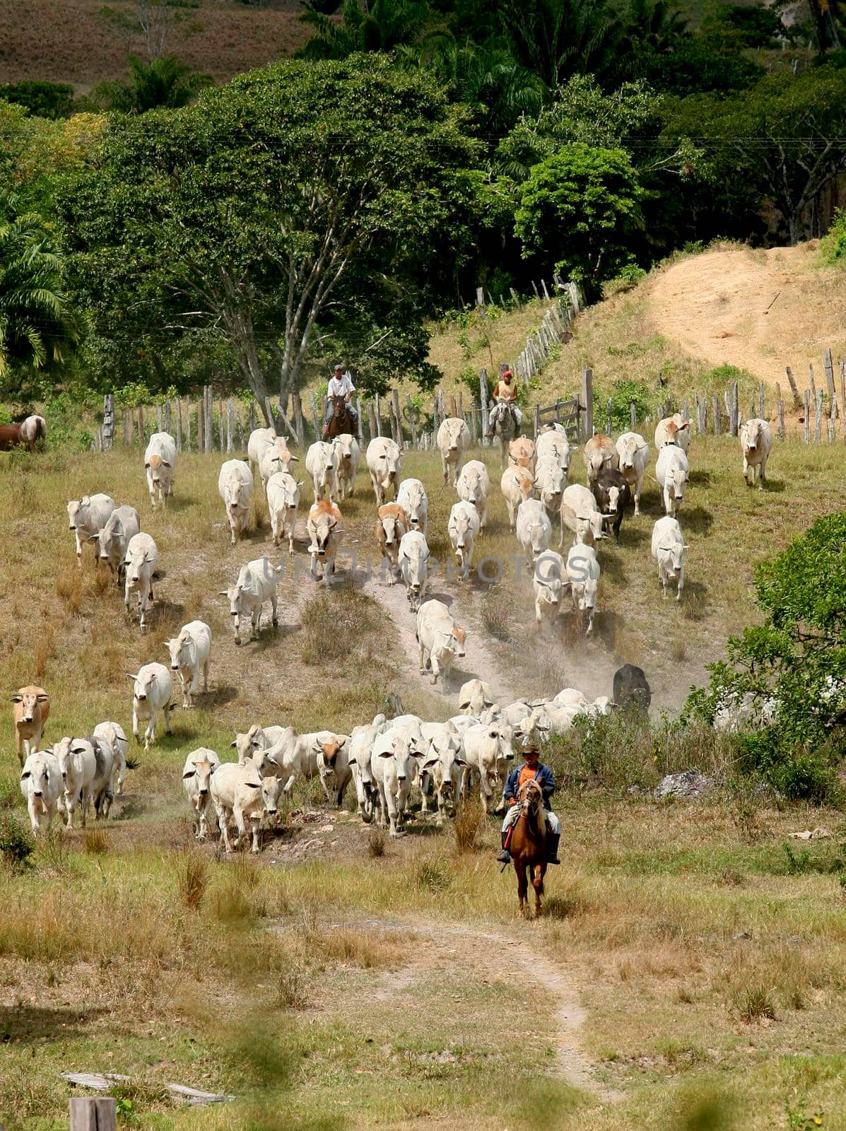 pau brazil, bahia / brazil - April 15, 2012: Cattle breeding is seen on farm in the countryside of Pau Brazil.
