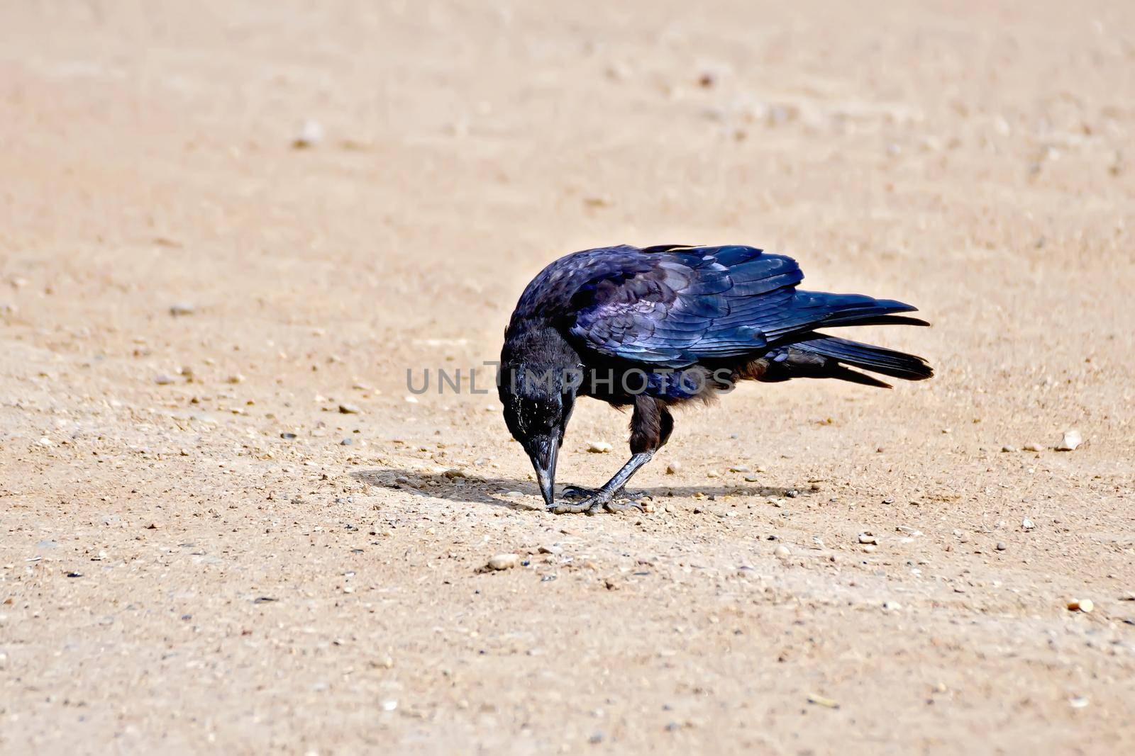 Jackdaw on river sand by rezkrr