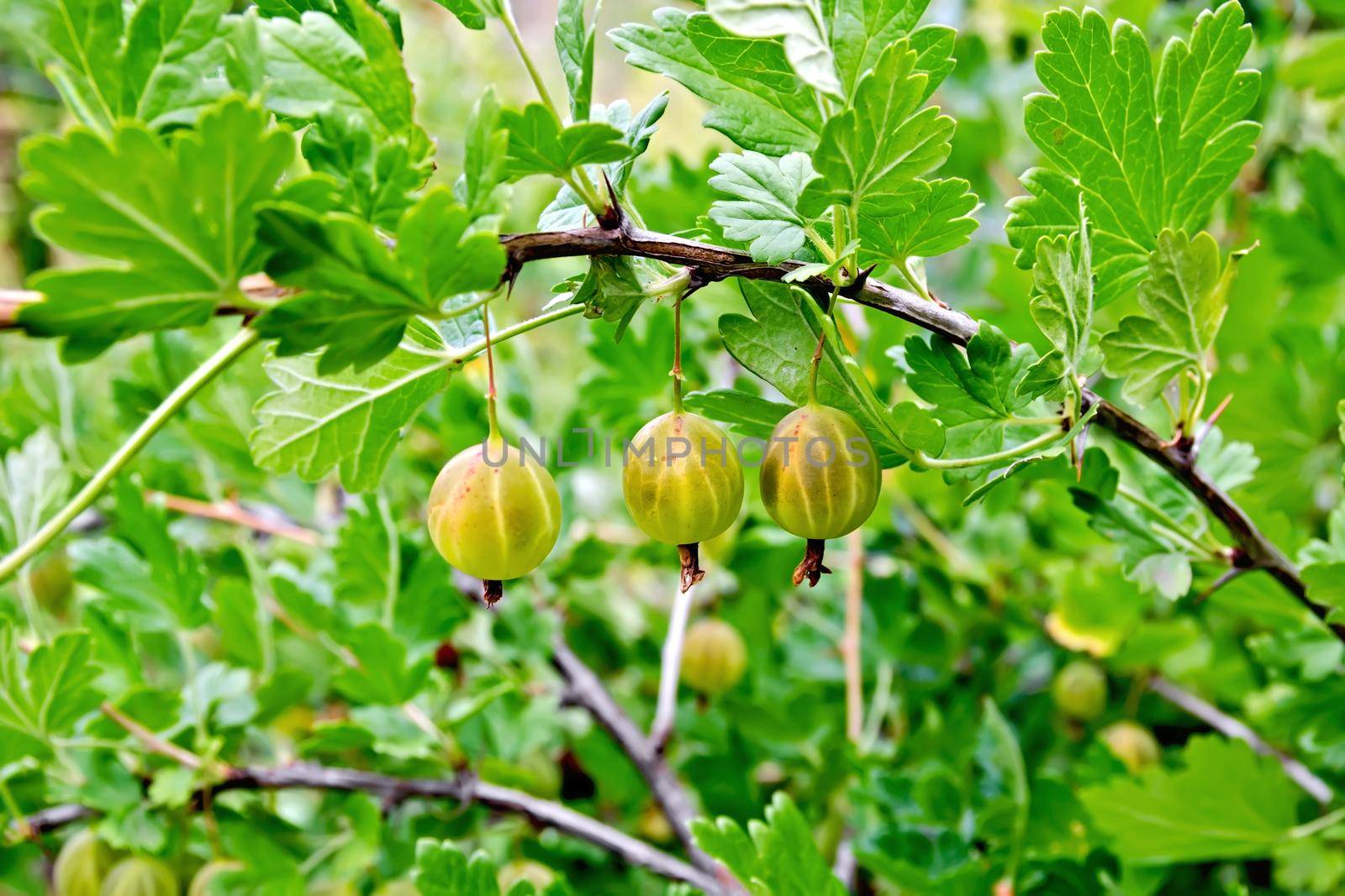 Gooseberries on the bush by rezkrr