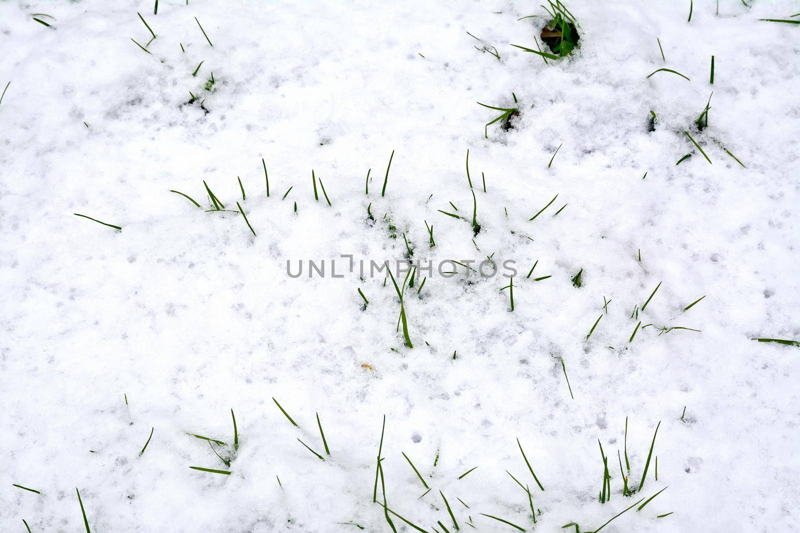Green grass under the white snow