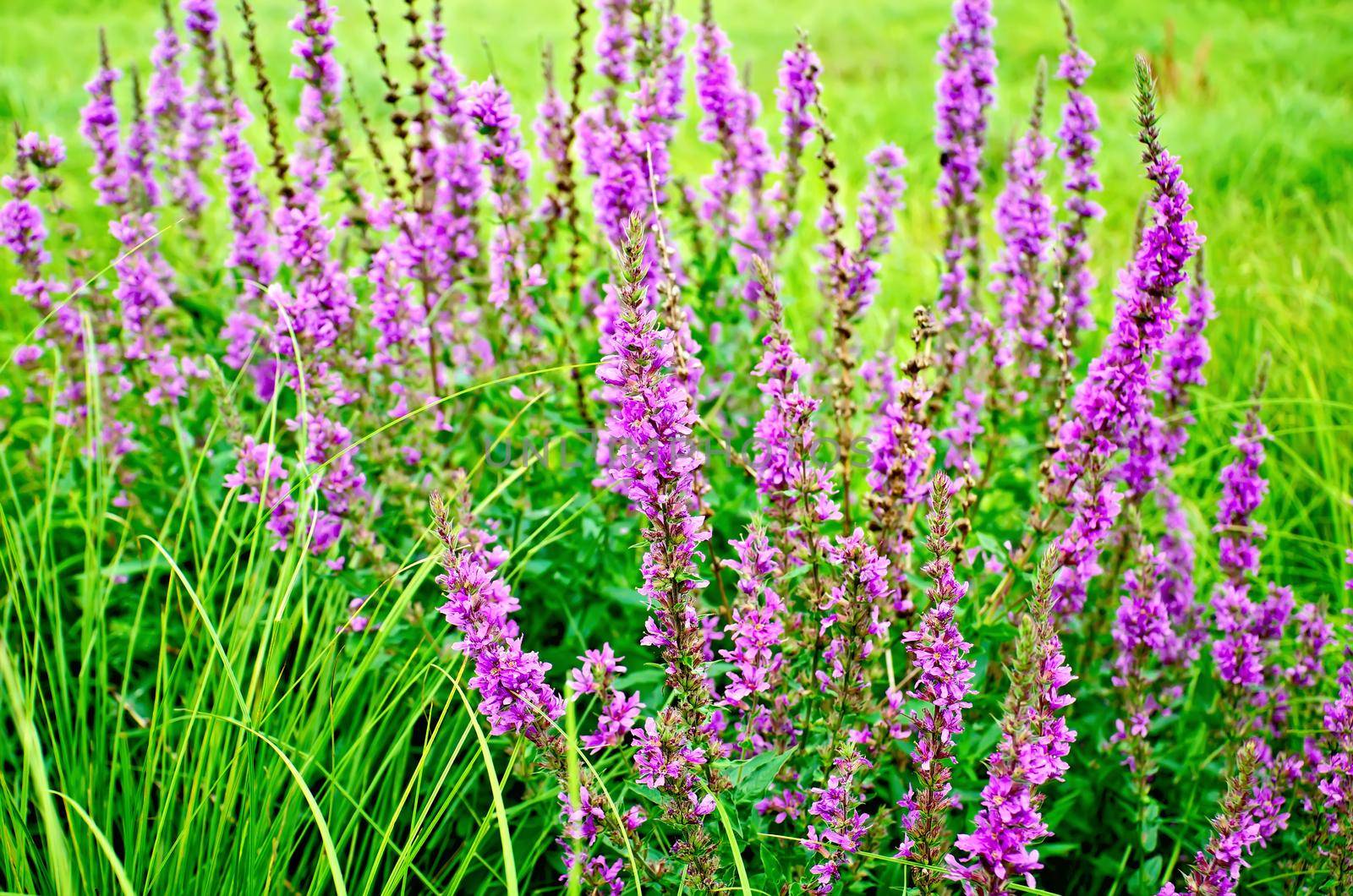 Long spike inflorescence pink wildflowers Lythrum salicaria on a background of green grass