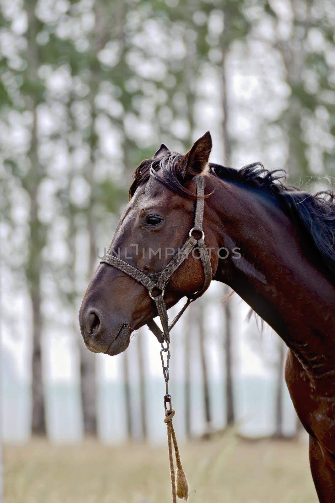 Horse dark brown by rezkrr