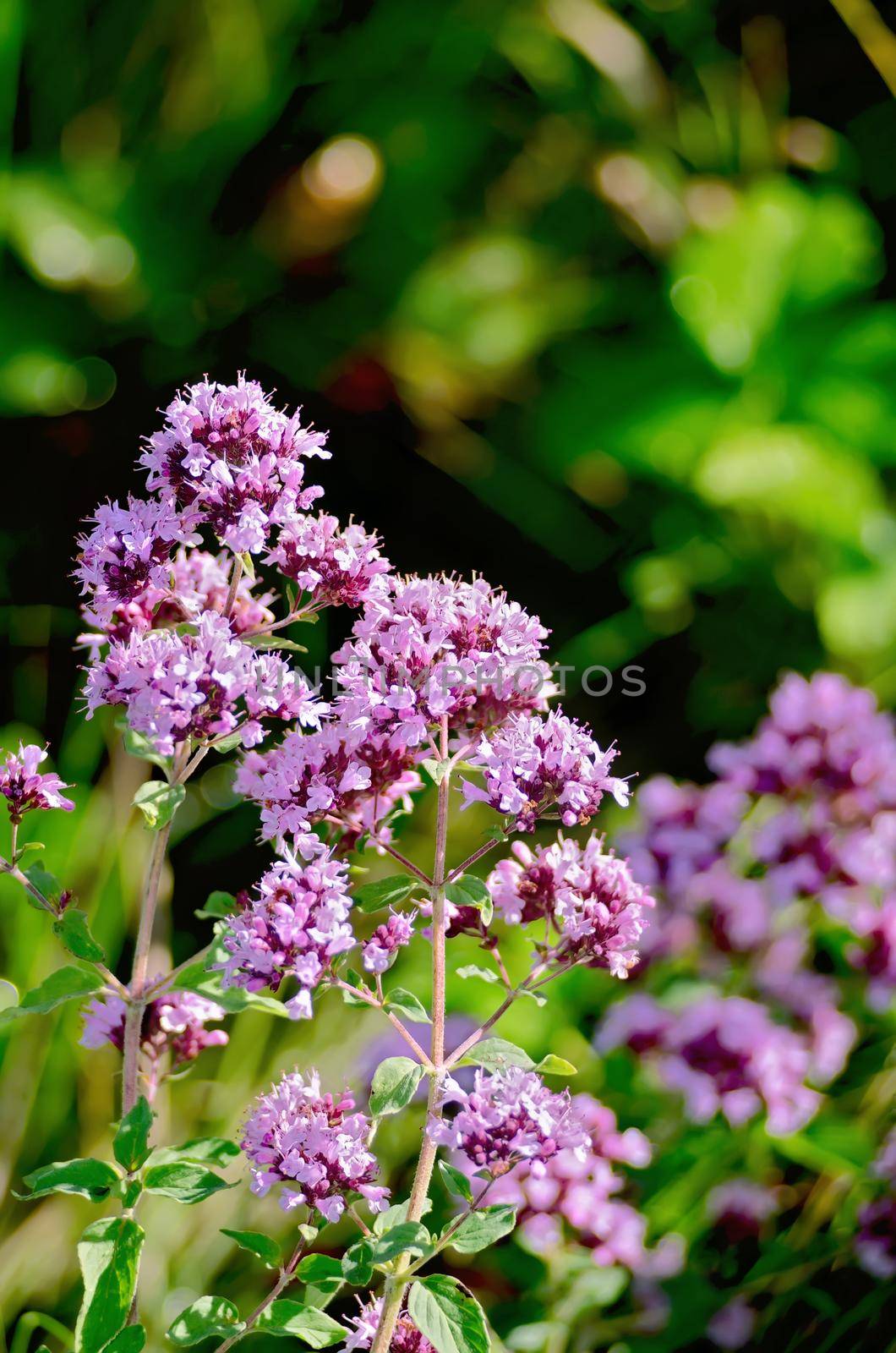 Lilac and pink flowers of oregano on a background of green grass