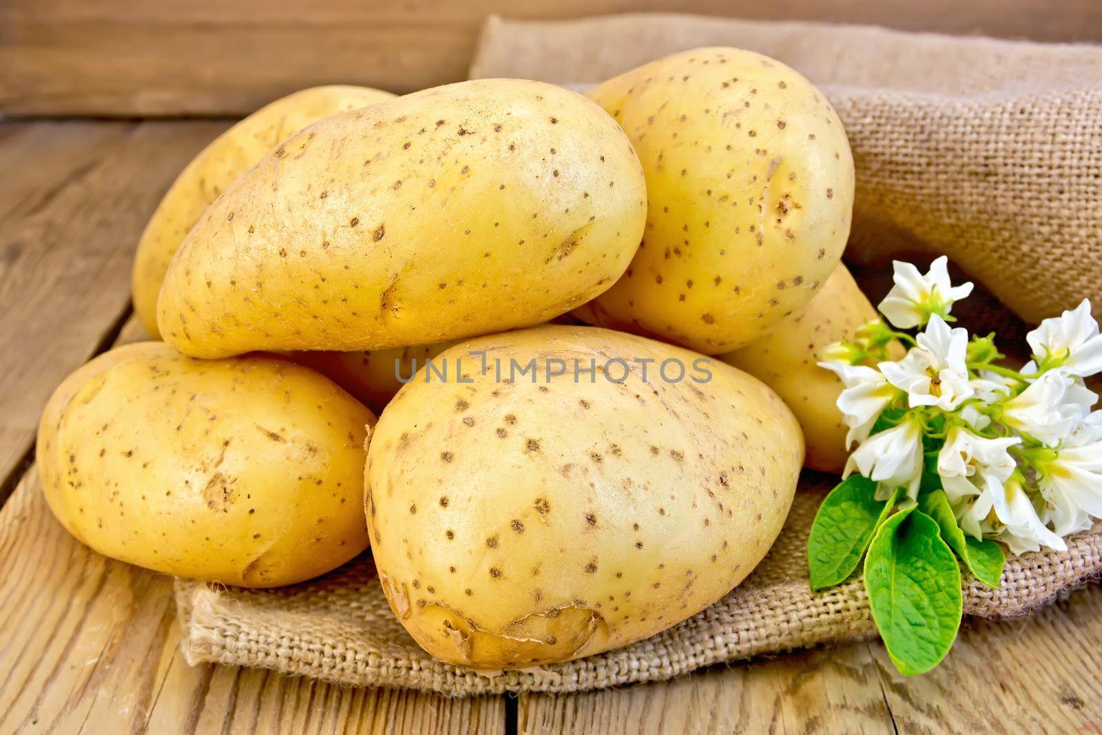 Potatoes yellow with flower on sacking by rezkrr