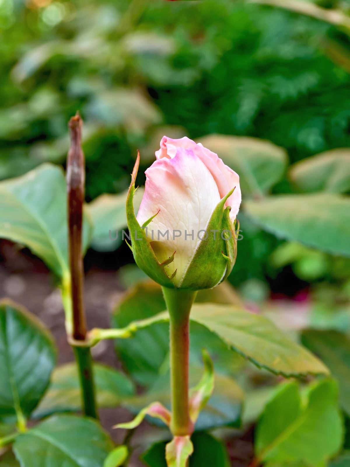 Rose the bud of pale pink by rezkrr