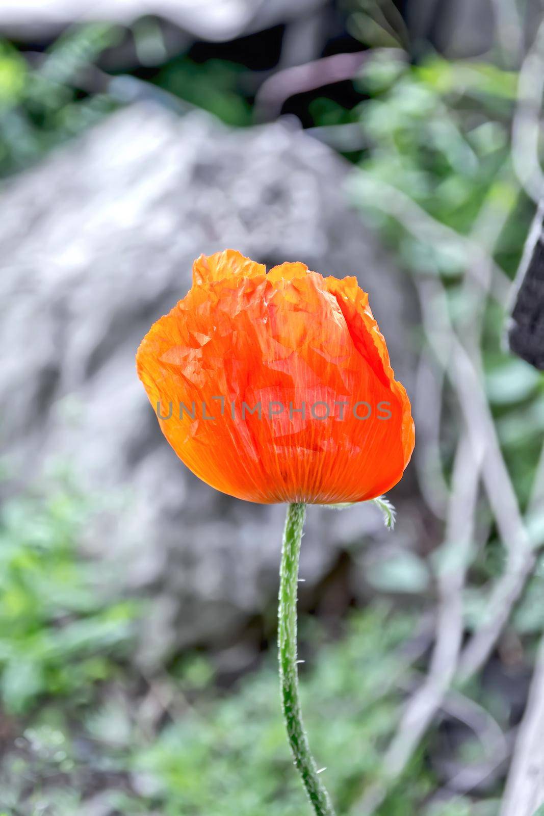 Red poppy on a background of green grass and gray land