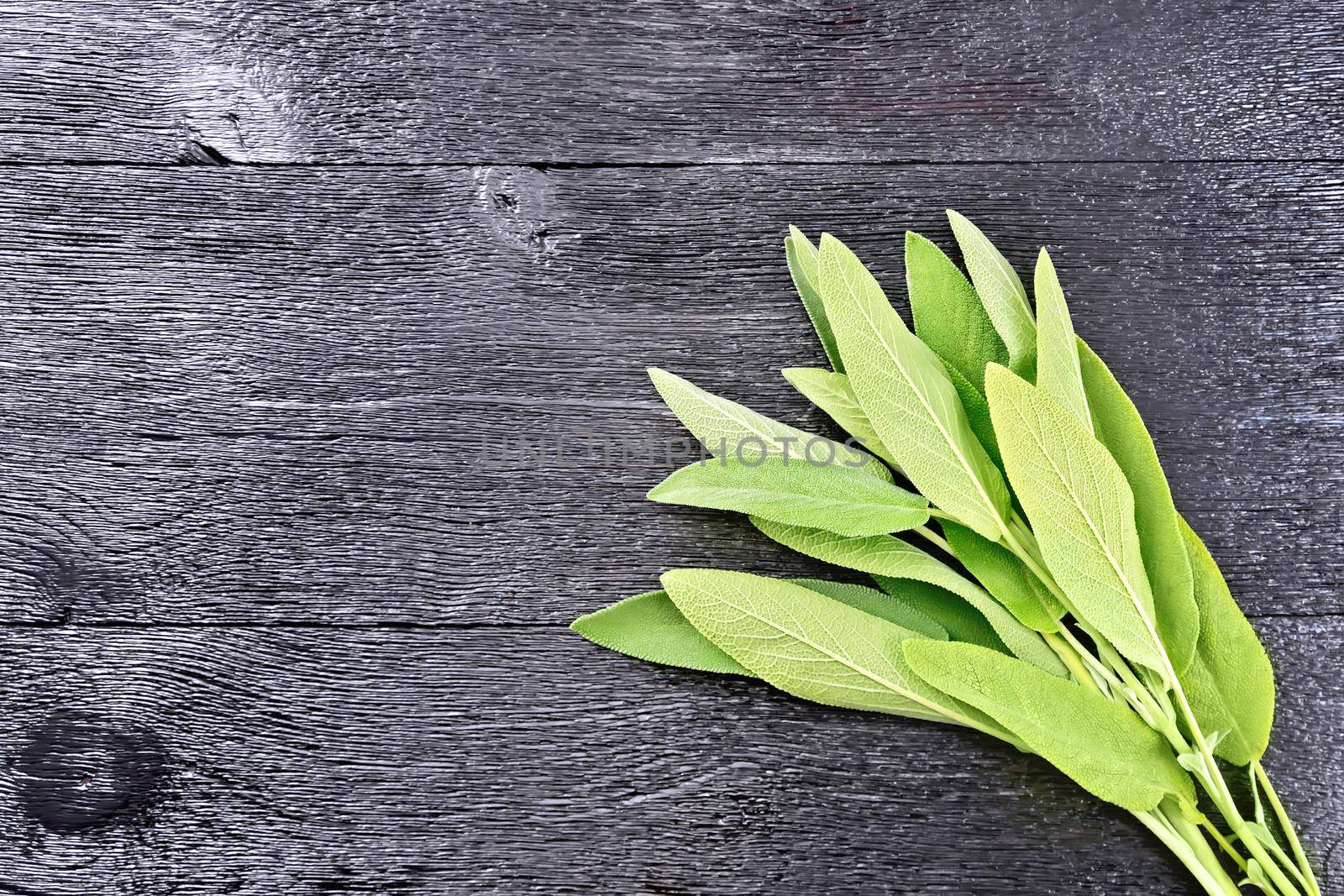 Bunch of leaves of fresh green sage on a black wooden background