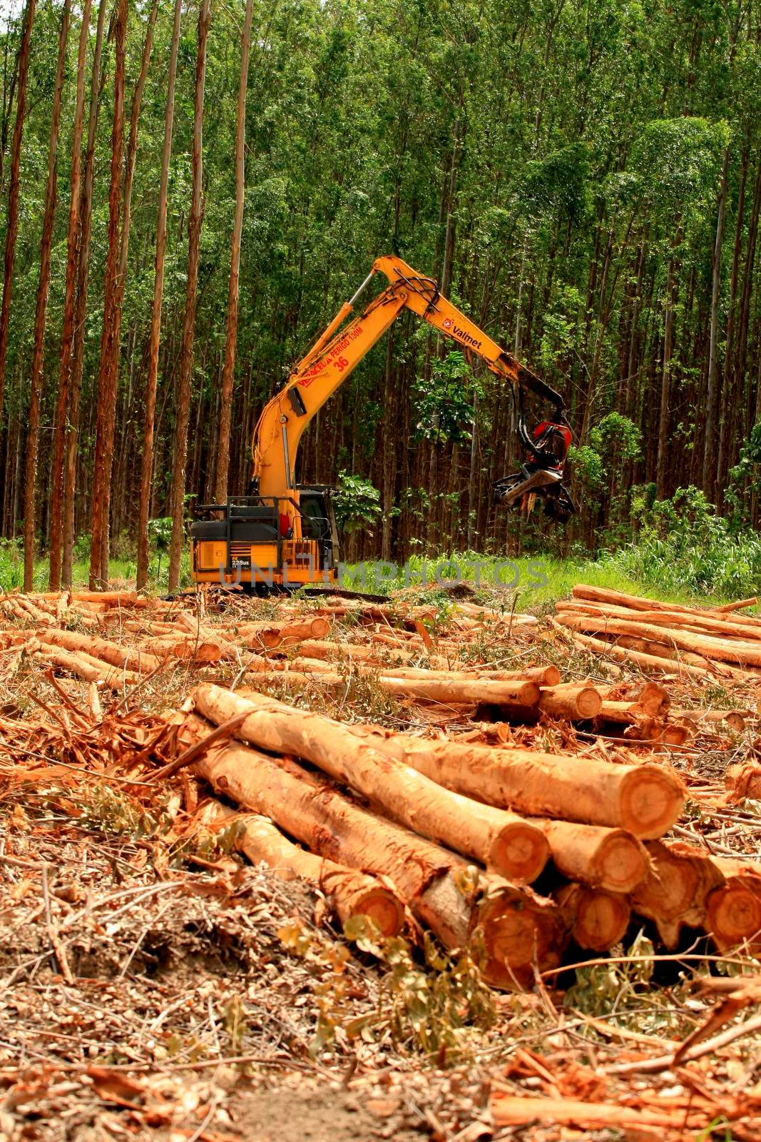 EUNAPOLIS, BAHIA / BRAZIL - January 19, 2009: Machine cuts down eucalyptus trees during harvesting of wood from a plantation at Veracel Celulose's farm in the city of Eunapolis.
