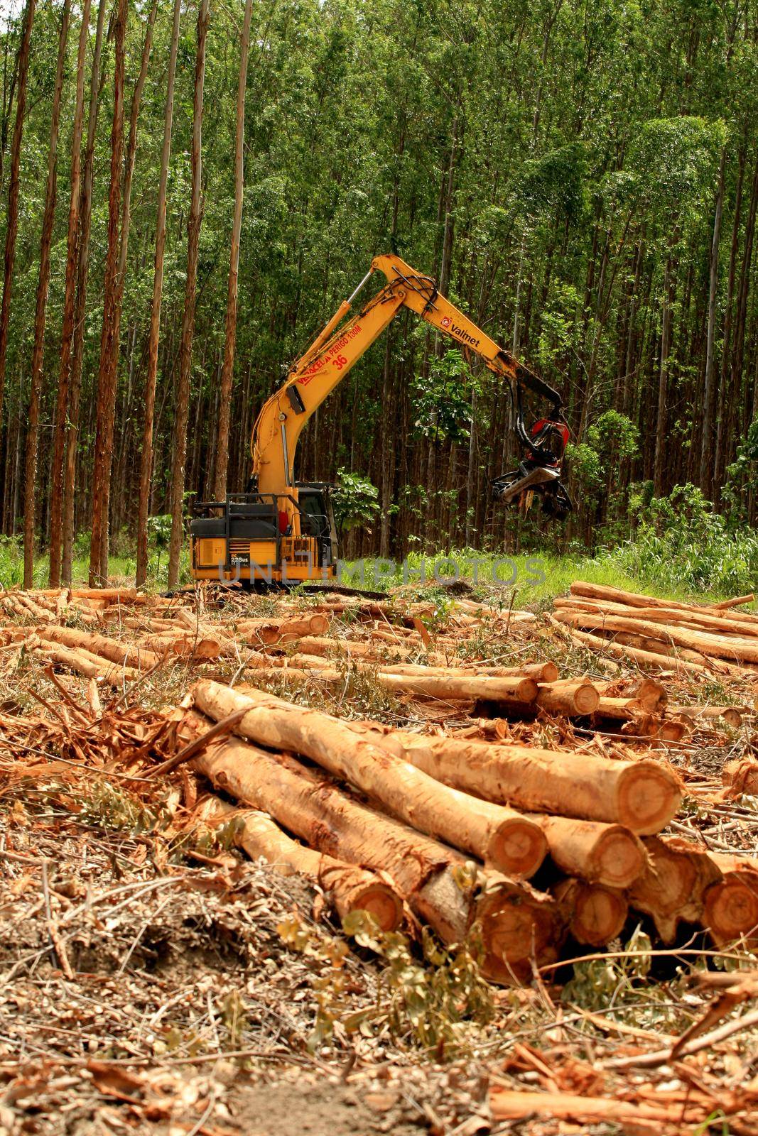 Eucalyptus wood harvest in southern Bahia by joasouza