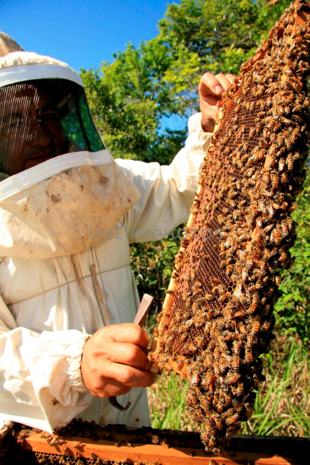 eunapolis, bahia / brazil - may 11, 2009: Beekeeper is seen next to the bee hive in the city of Eunapolis.
