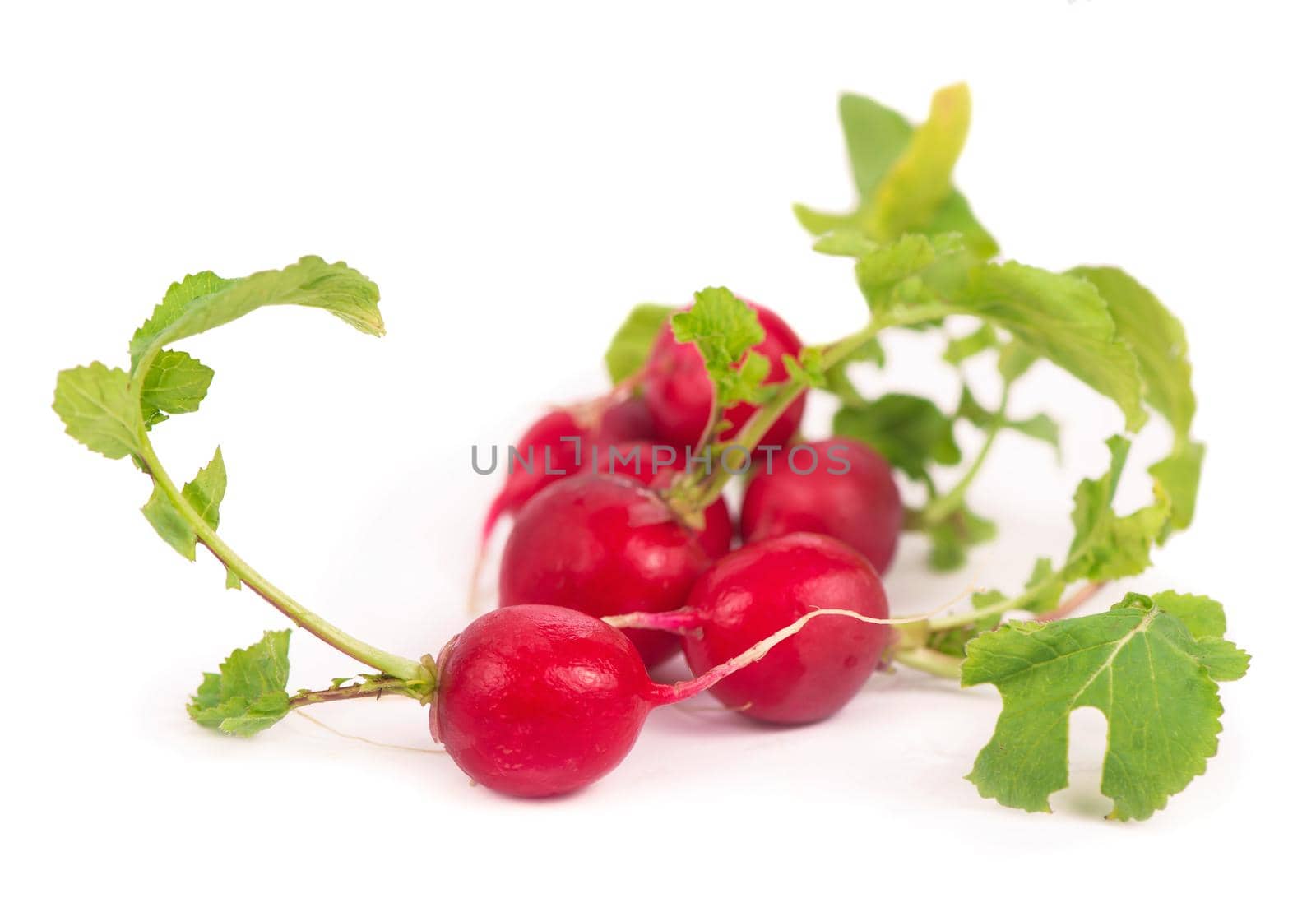 Radis bunch isolated on white background. Fresh radish root bundle, pile of red radishes with green leaves top view by aprilphoto