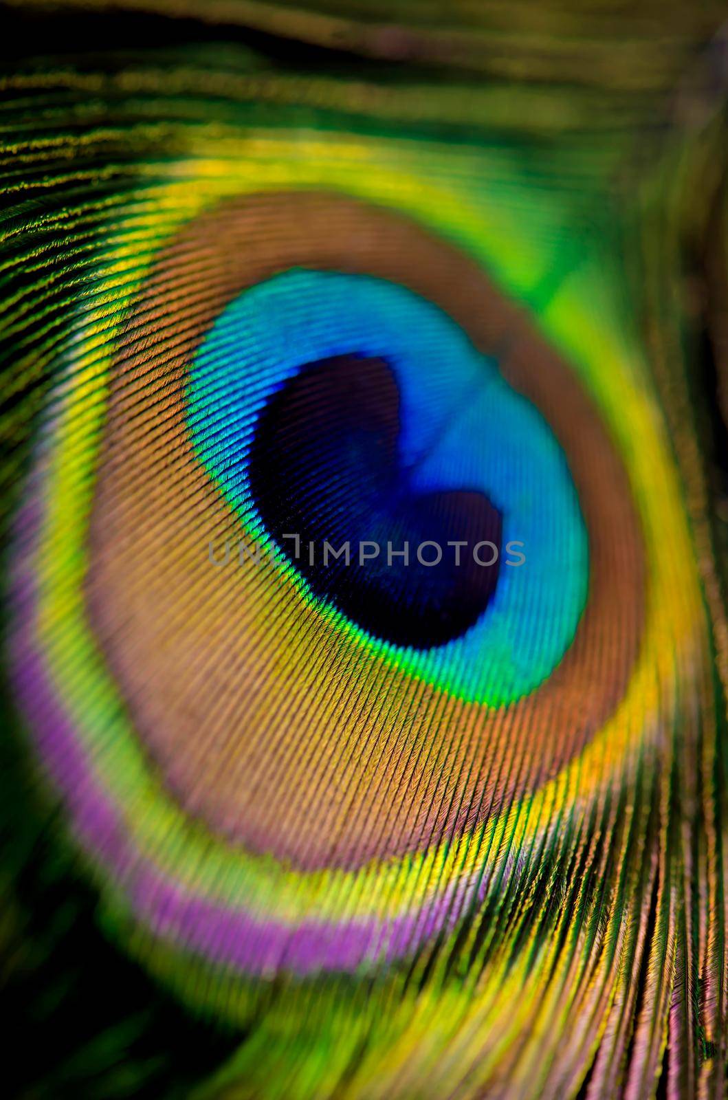 Close up of a Peacock feather filling the frame, bright animal background by aprilphoto