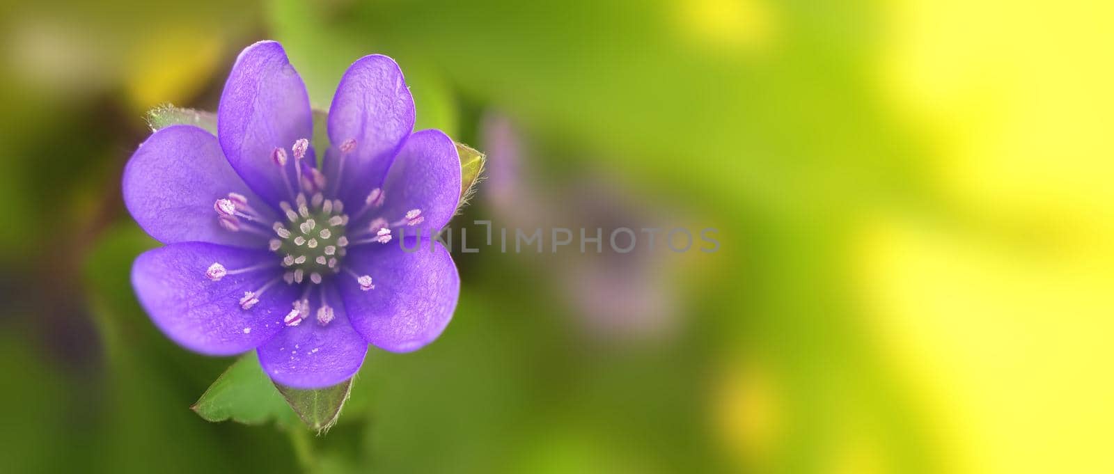 Blue Hepatica Nobilis in close-up, early blooming spring plants on yellow background. Long wide banner of greetings or holidays background with copy space