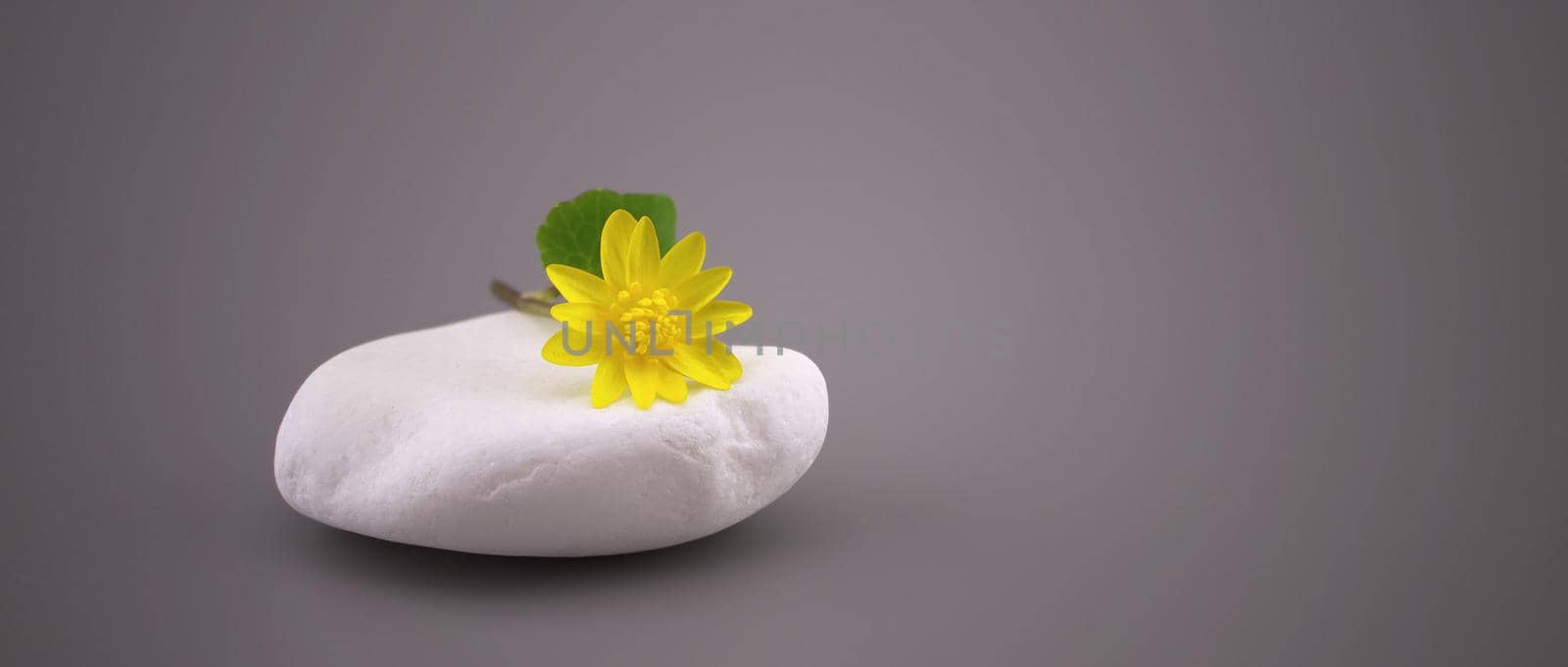 Simple minimalist style springtime background with yellow spring flower on white stone over gray background with copy space