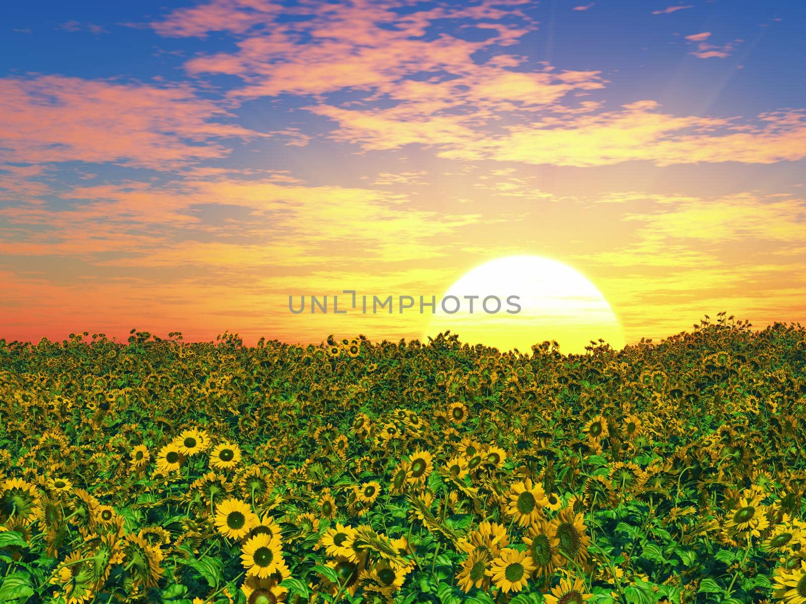 Girasoli in a meadow on sunset background