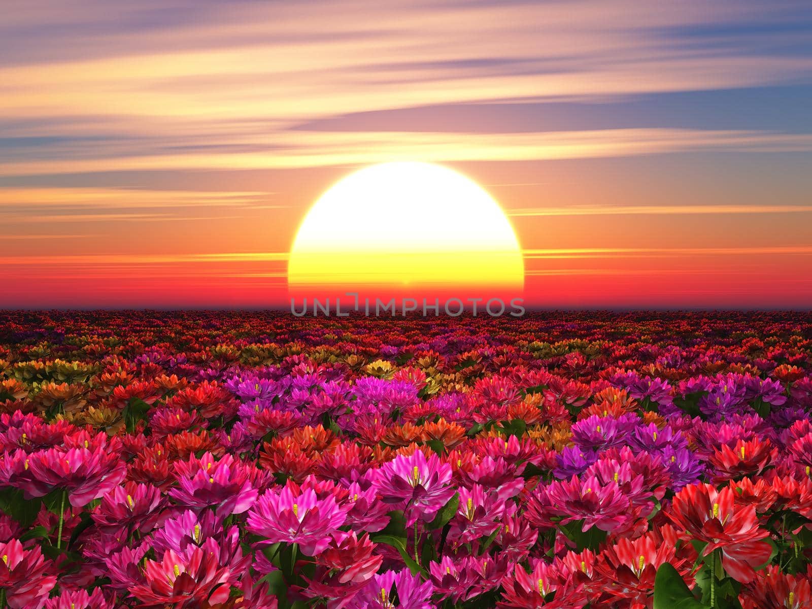 Colorful flowers on a background of a sunset