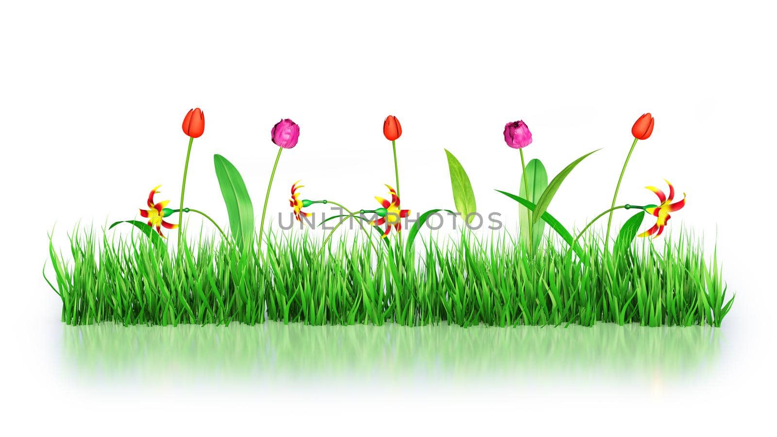 tulips and other flowers on a white background