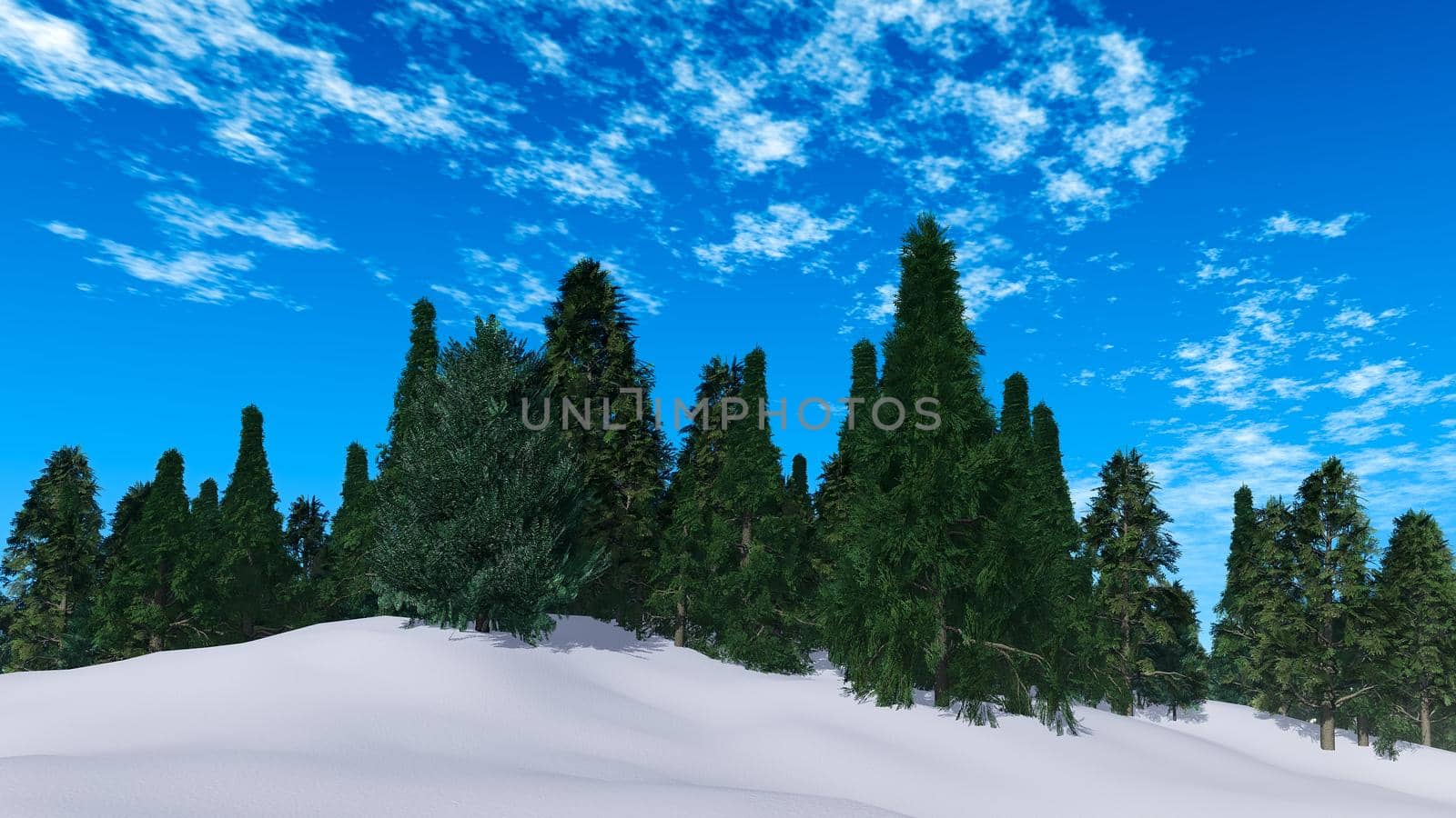 beautiful pine trees on a background of snow and blue sky