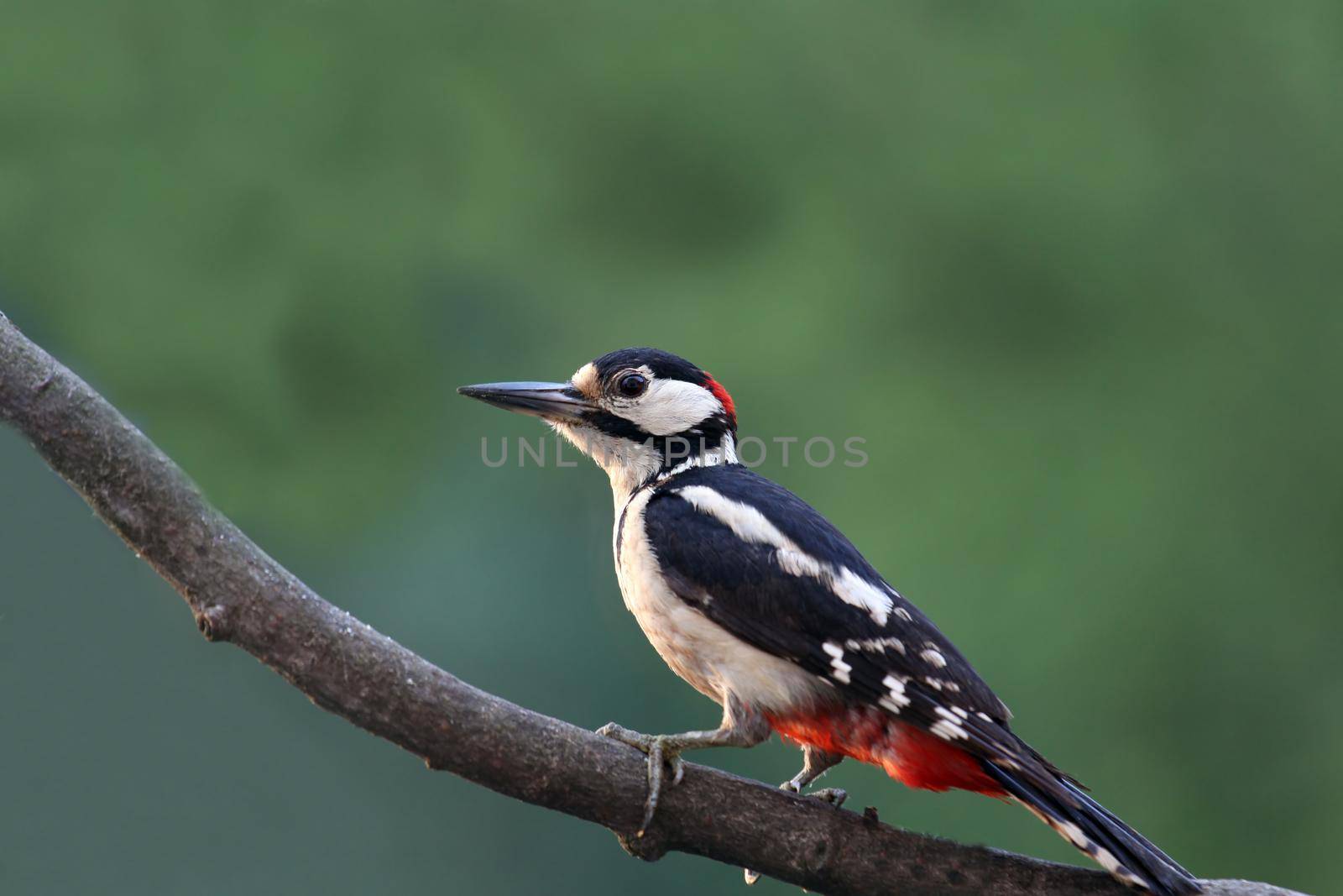 Buntspecht,woodpecker by pixel