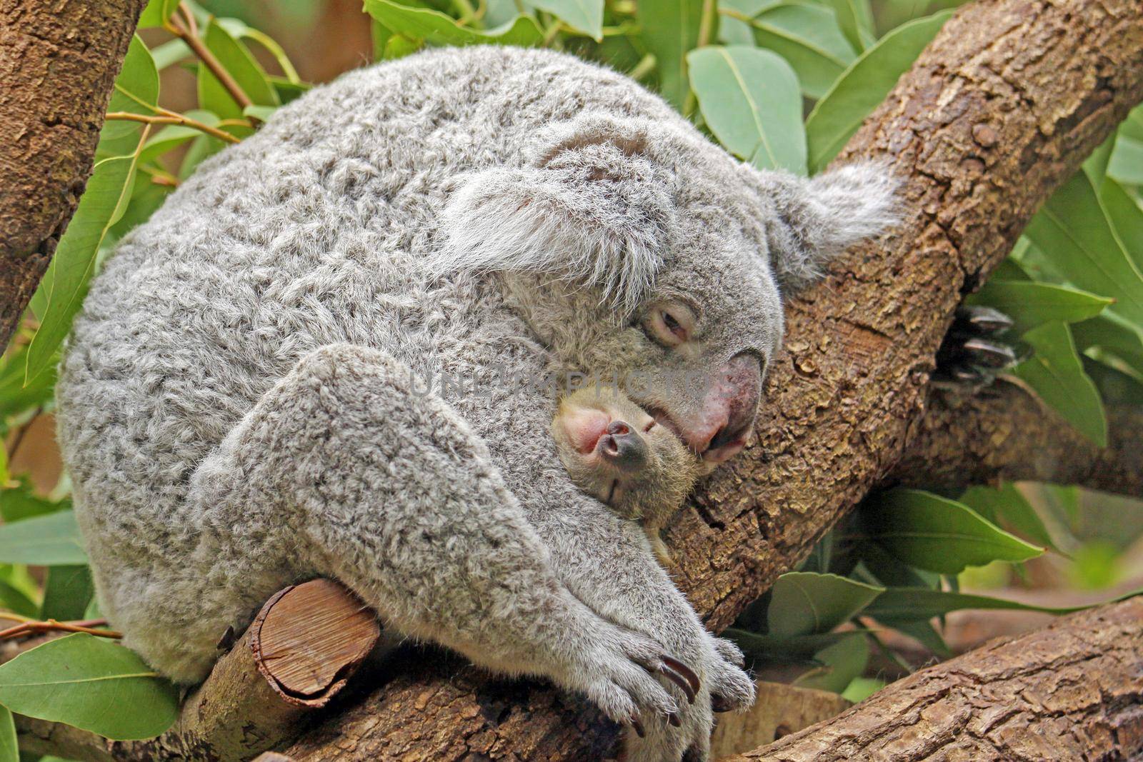 female adult koala bear with one baby