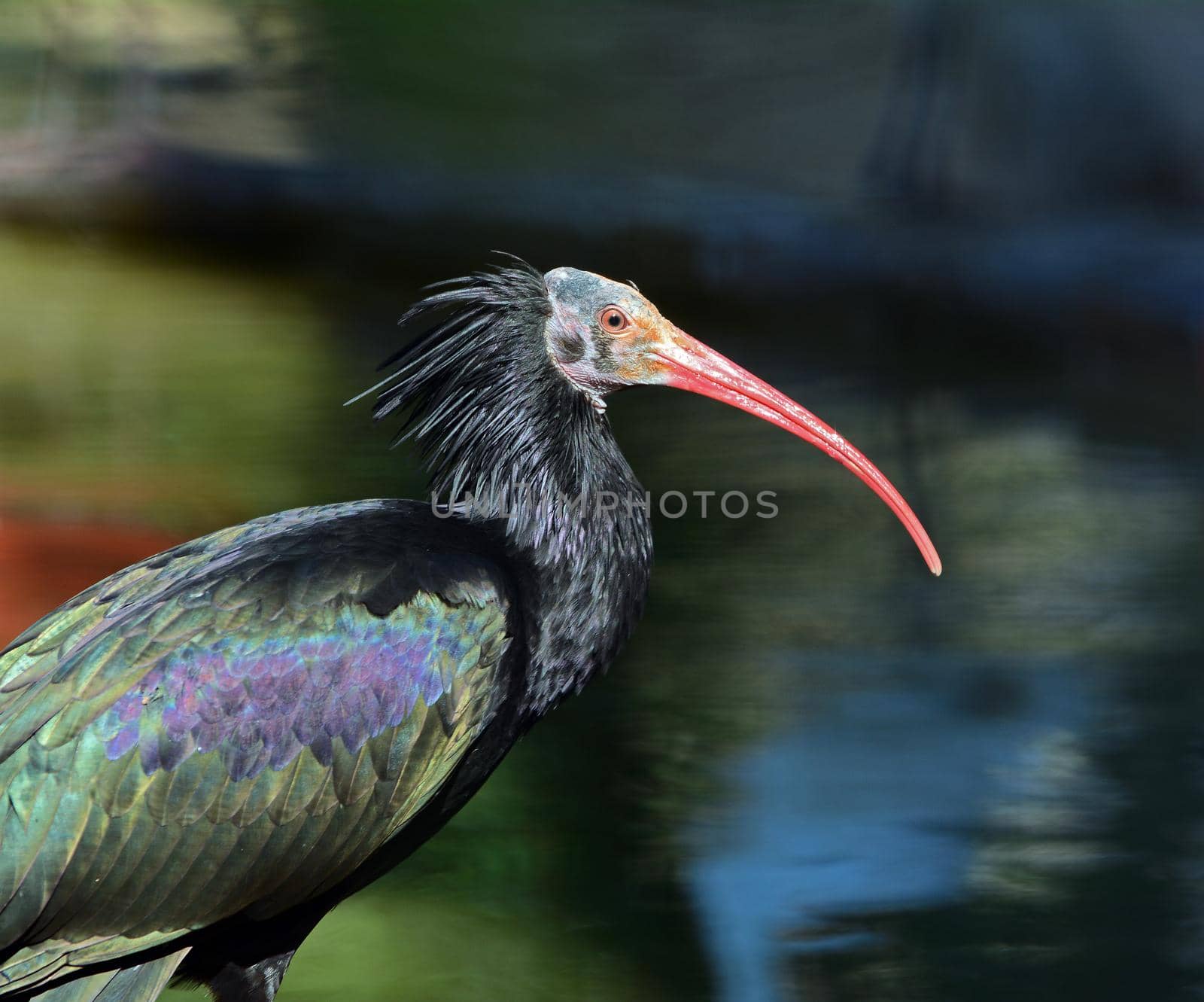 one Northern bald Ibis is standing in the water
