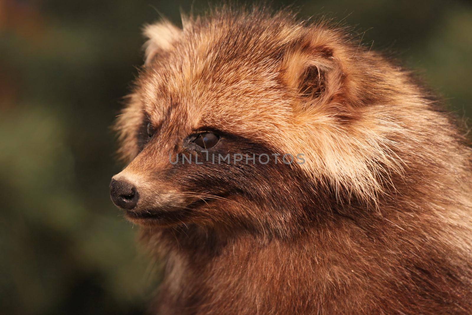 brown Raccoon by pixel