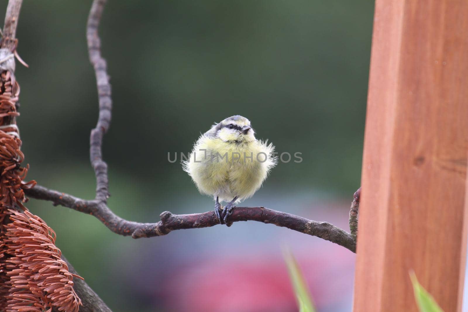 A little blue tit on a branch