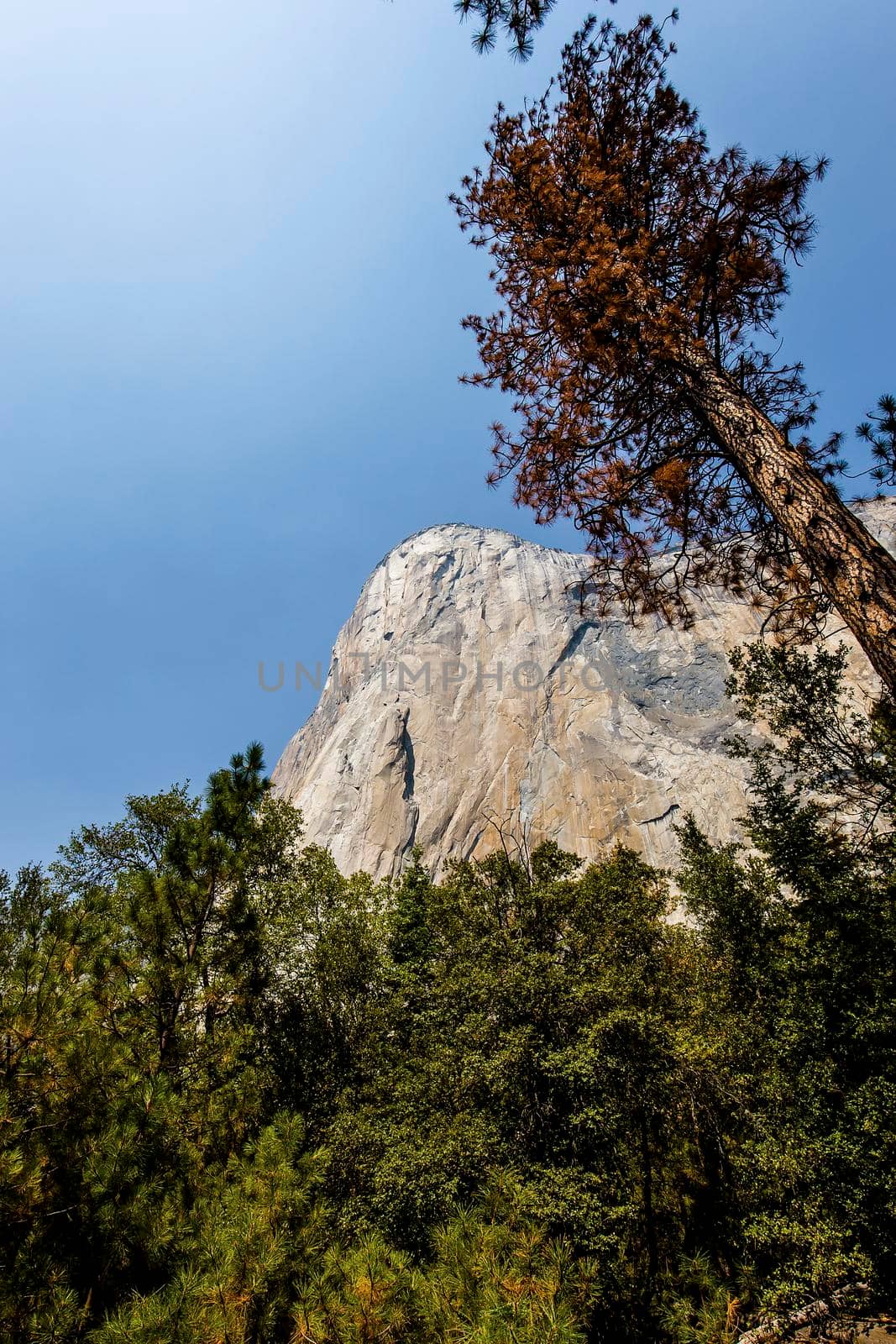 World famous rock climbing wall of El Capitan, Yosemite national park, California, usa