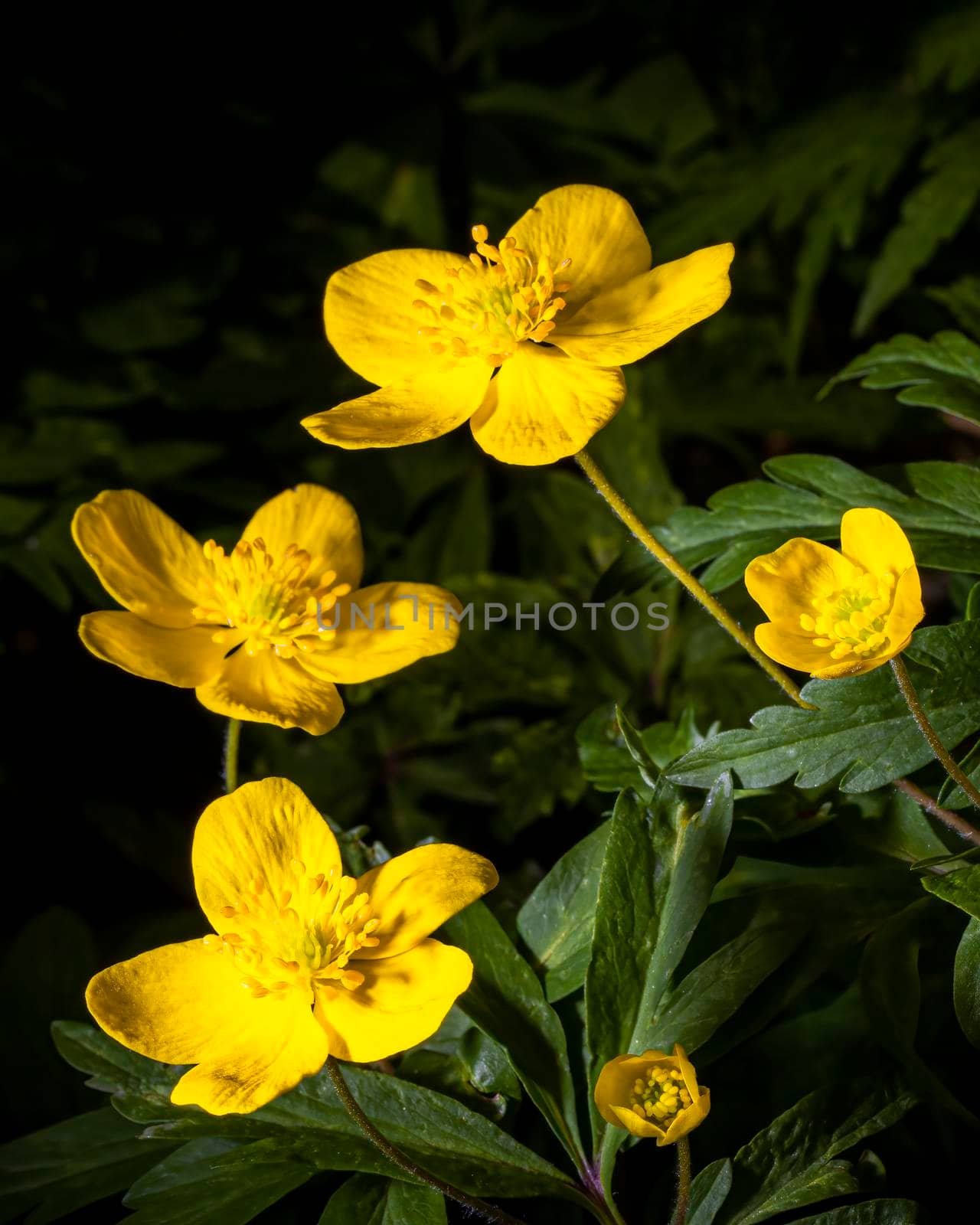 Yellow first spring flowers illuminated by bright light.