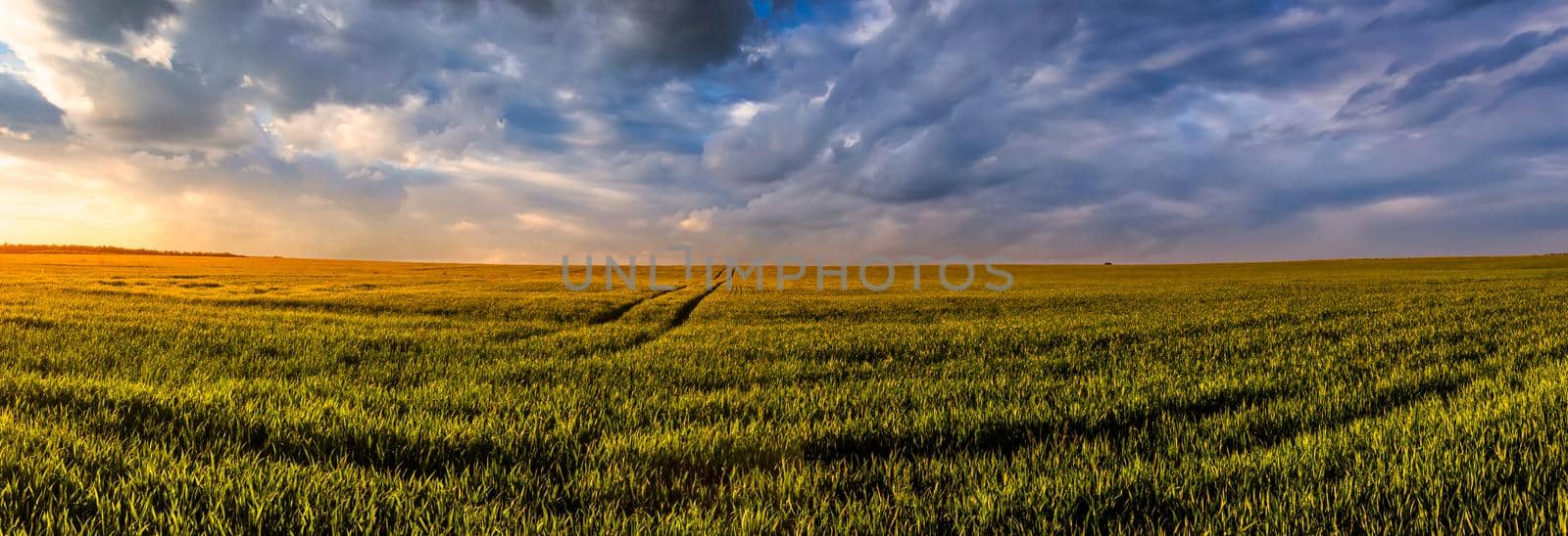 Wheat or rye agricultural field with young green ears and dramatic cloudy sky.