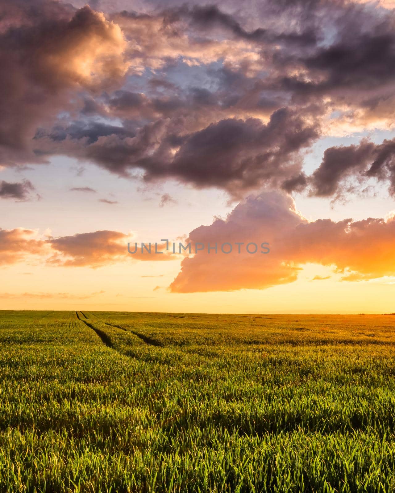 Sunset or sunrise on a rye or wheat agricultural field with young green ears and a dramatic cloudy sky.