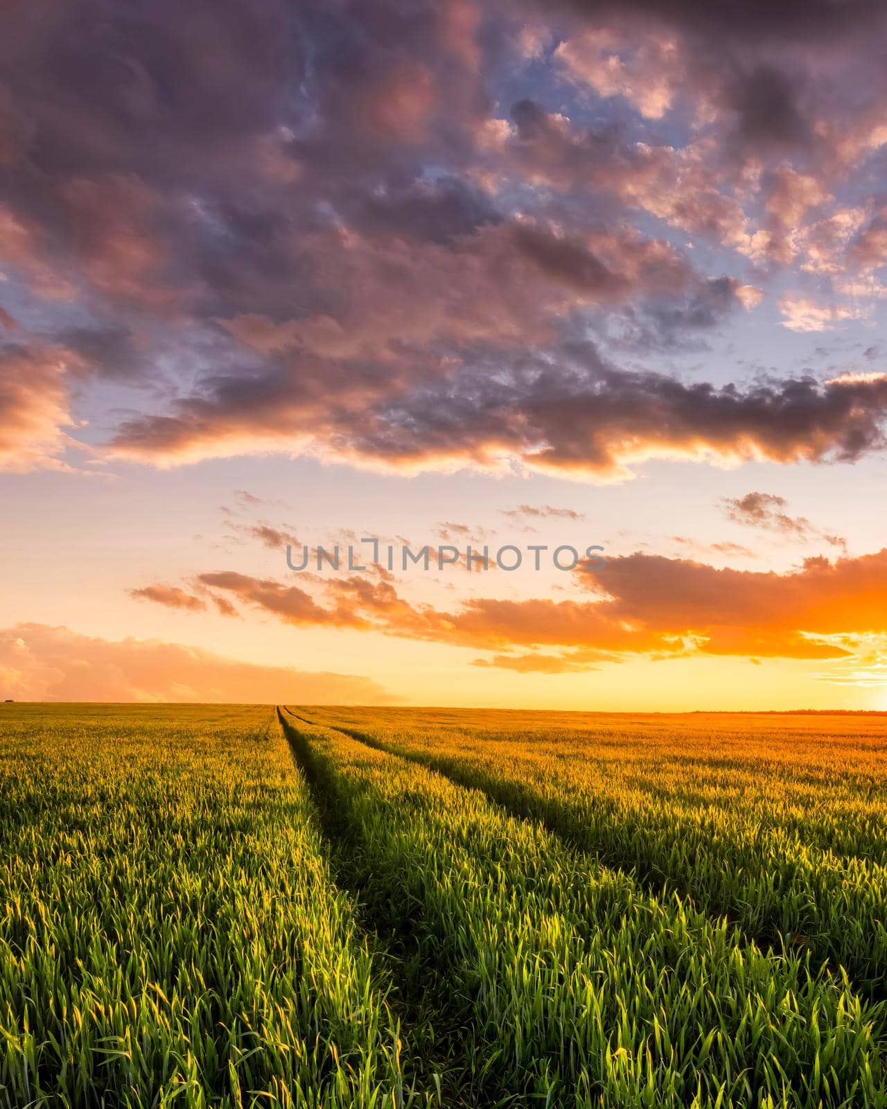 Sunset or sunrise on a rye or wheat agricultural field with young green ears and a dramatic cloudy sky.