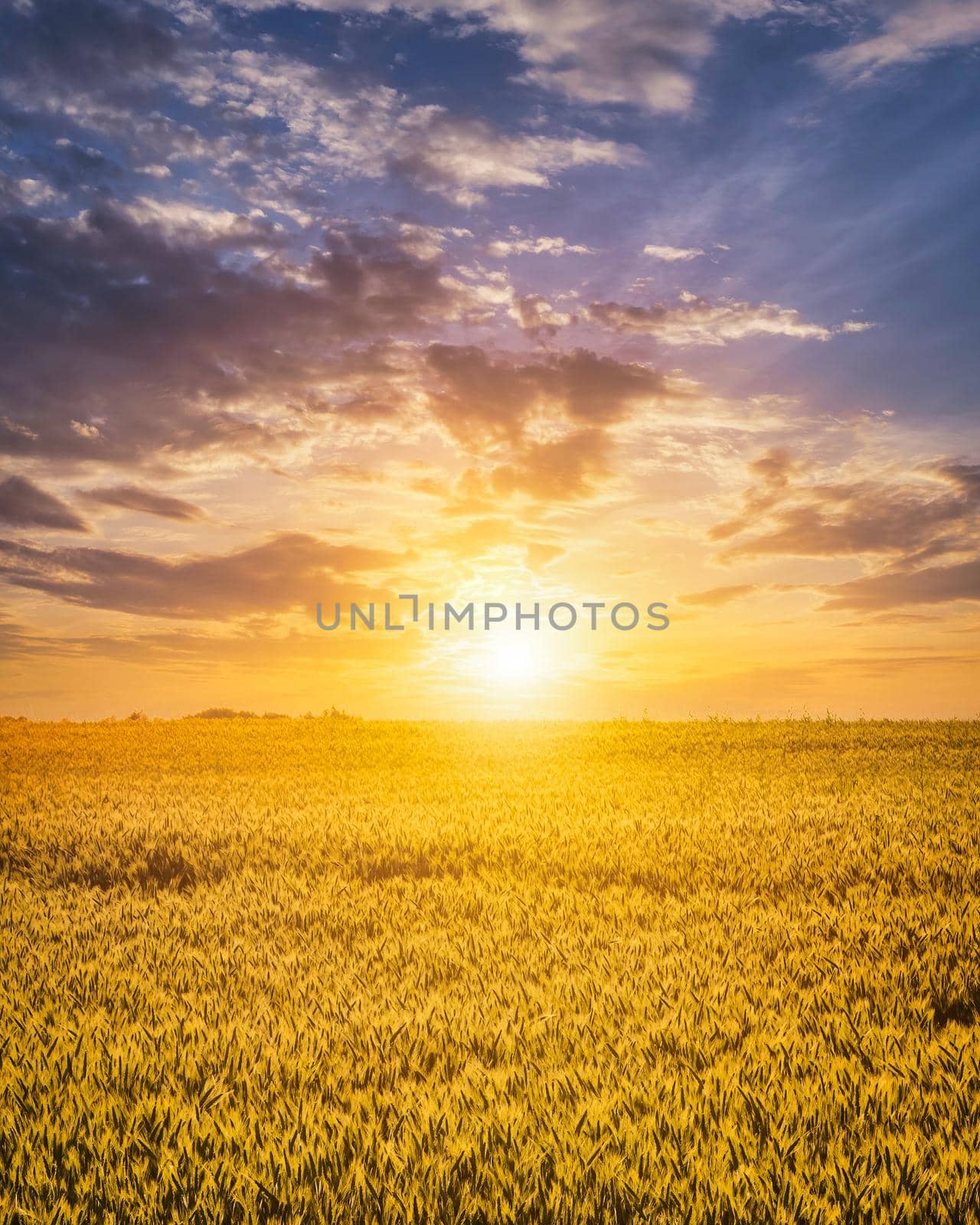 Sunset or sunrise on a rye field with golden ears and a dramatic cloudy sky.