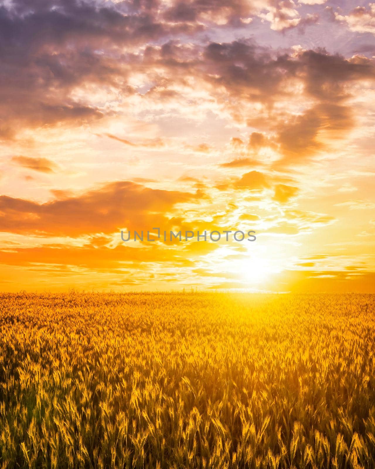 Sunset or sunrise on a rye field with golden ears and a dramatic cloudy sky.