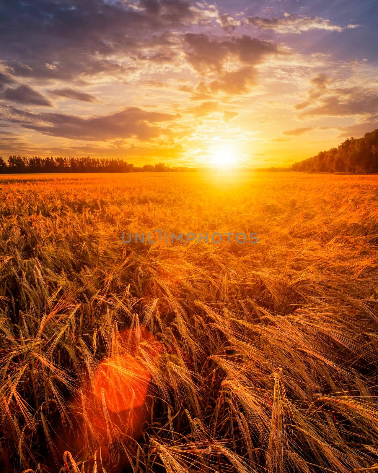 Sunset or sunrise on a rye field with golden ears and a dramatic cloudy sky.