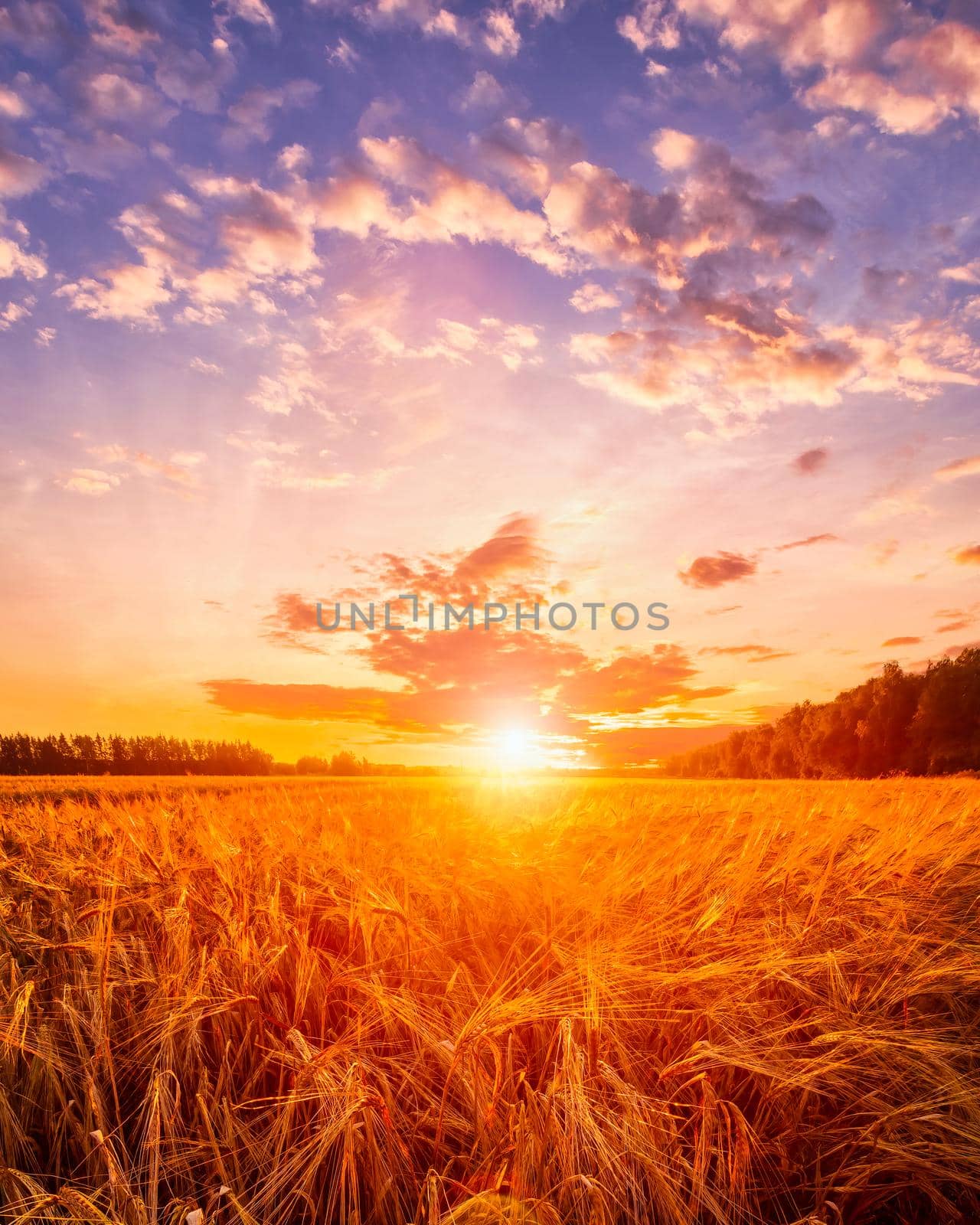 Sunset or sunrise on a rye field with golden ears and a dramatic cloudy sky.