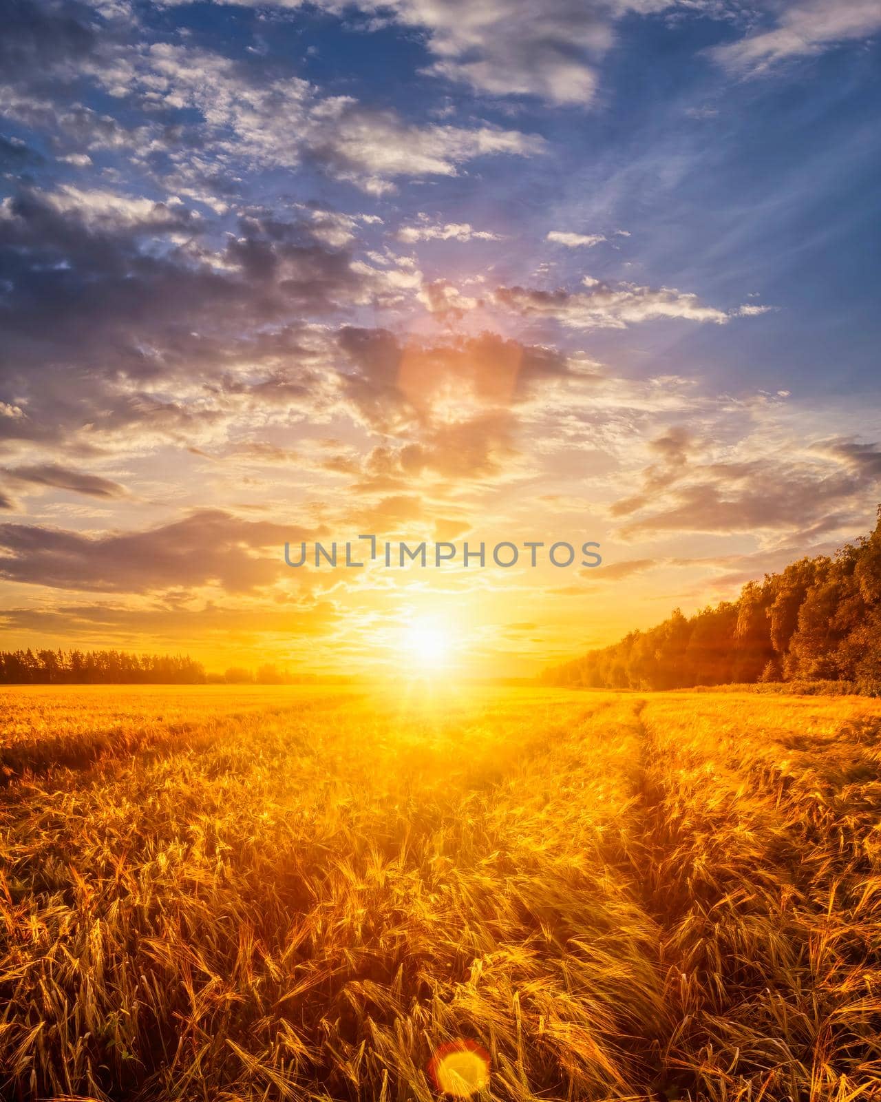 Sunset or sunrise on a rye field with golden ears and a dramatic cloudy sky.